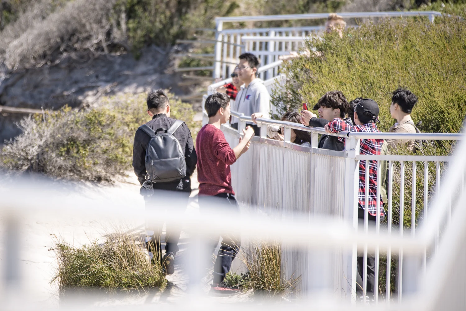 Its not in plague proportions, visitors lining up on the outside of the fence waiting their turns to scale the fence in case rangers patrol the area.
