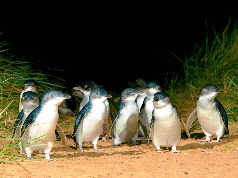 Phillip Island, VIC