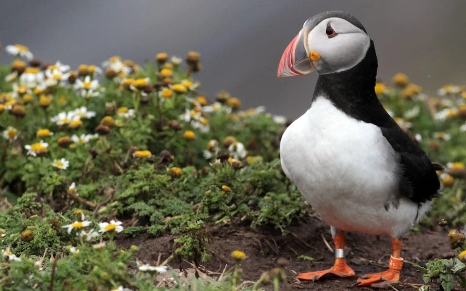 Photographers Are Crushing Puffins To Death.