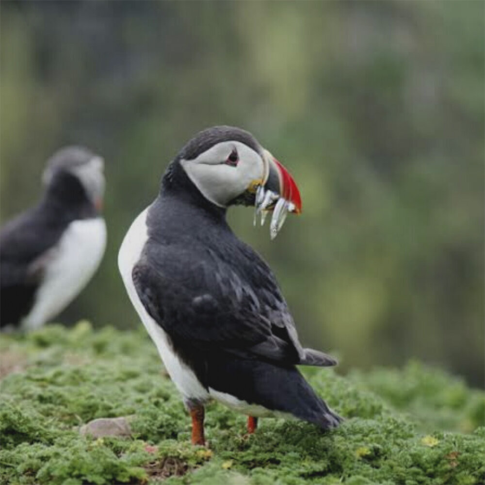 Skomer 05.jpg