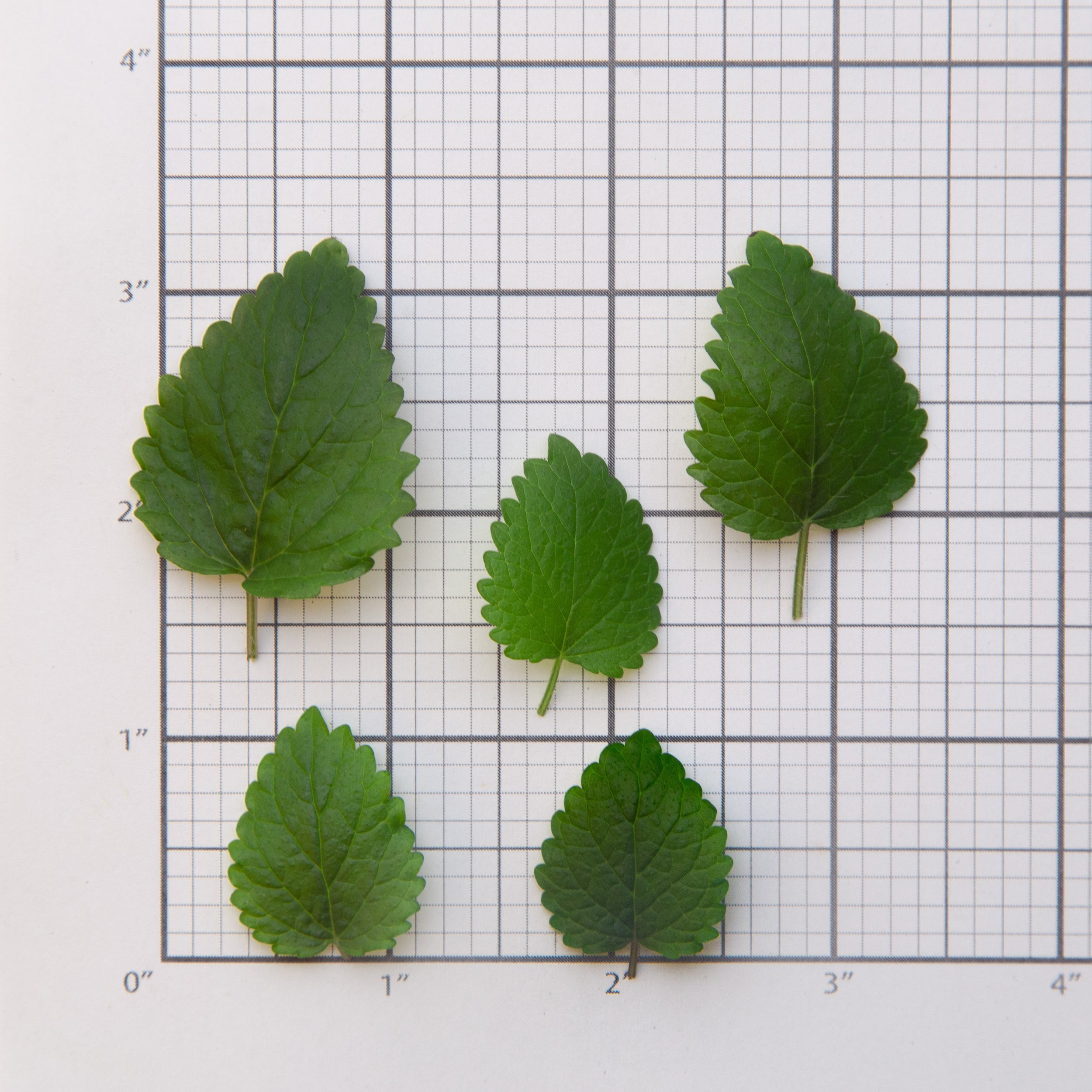 Lemon Balm2.jpg