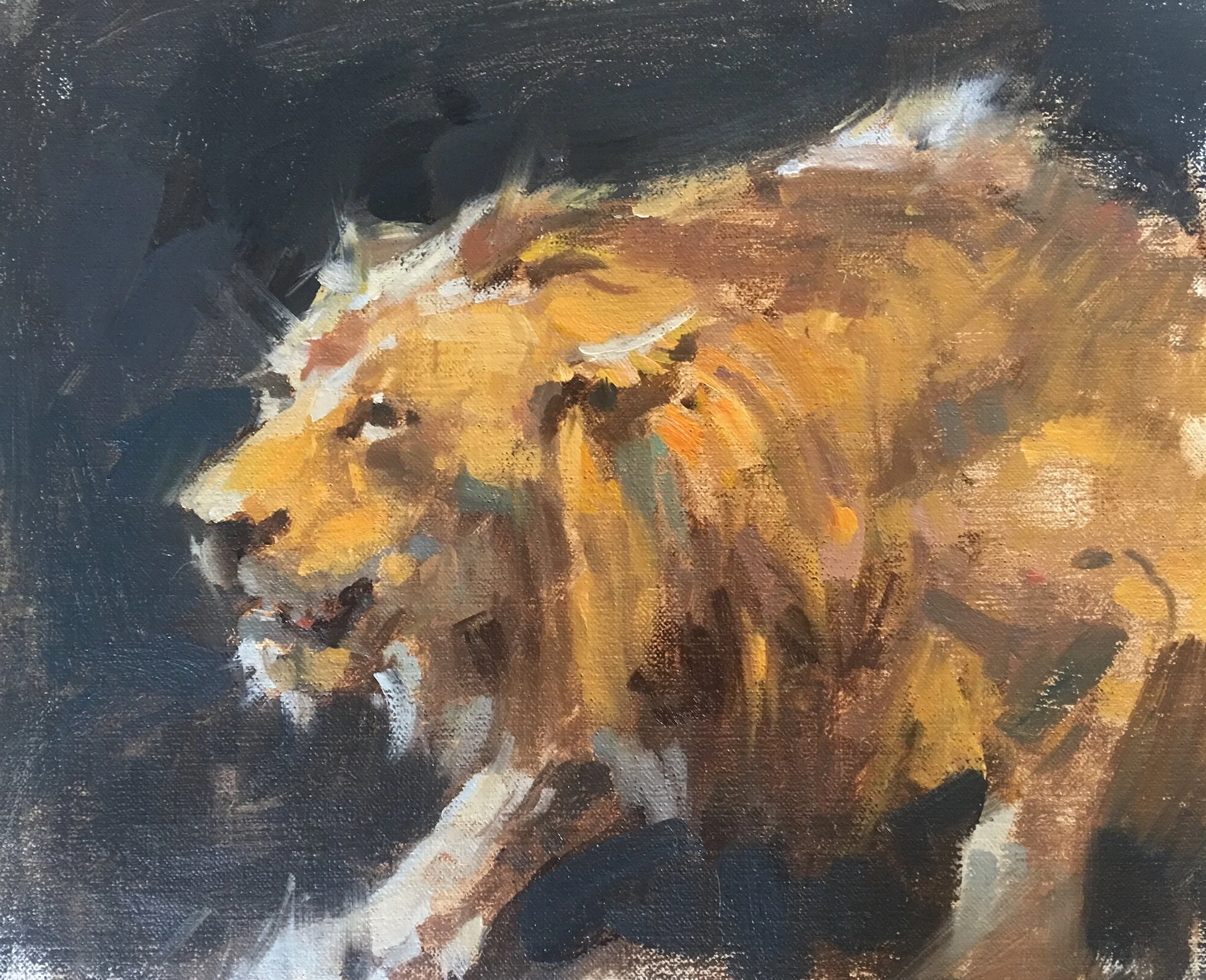 Lion study