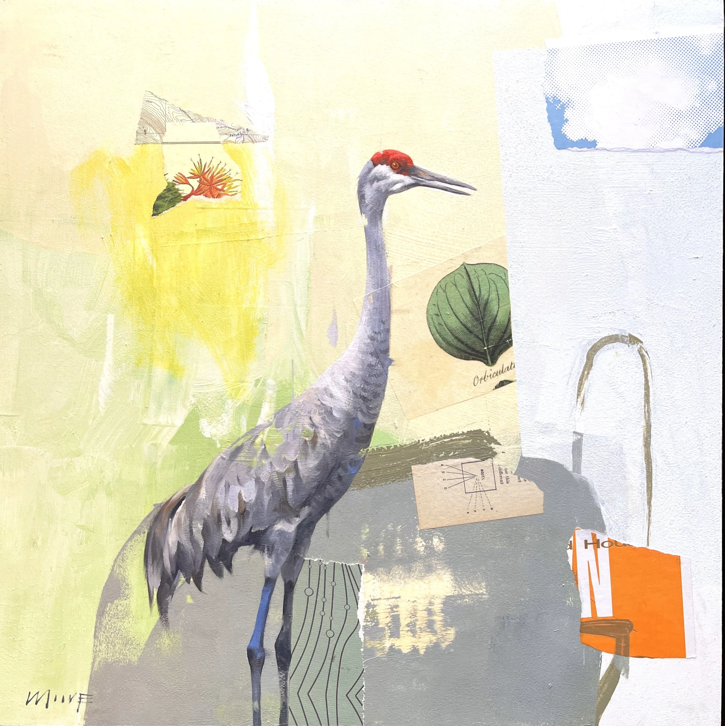 Sand hill crane