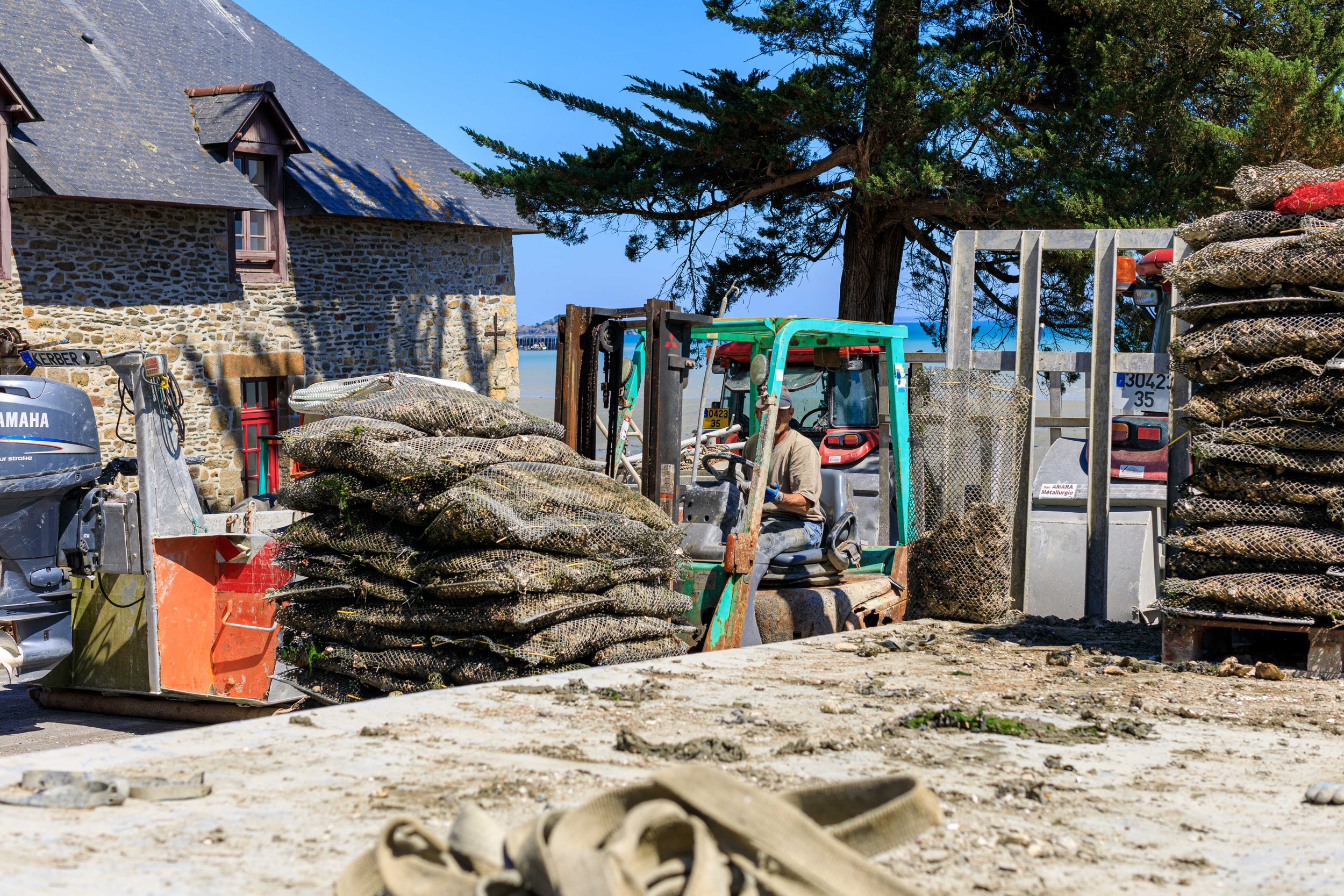 Saint-Kerber Cancale oester | Hollandvis-2.jpg