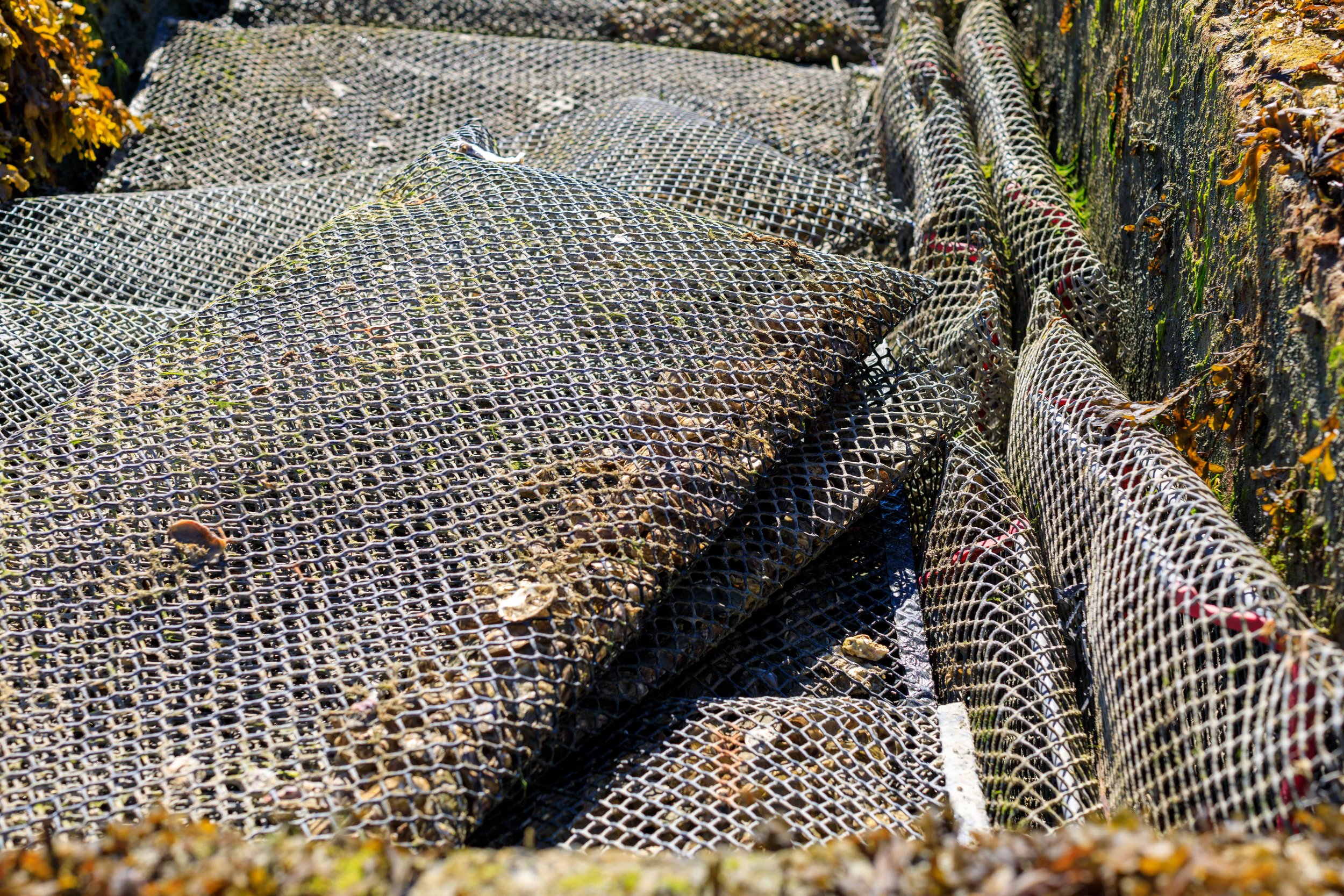 Saint-Kerber Cancale oester | Hollandvis-39.jpg