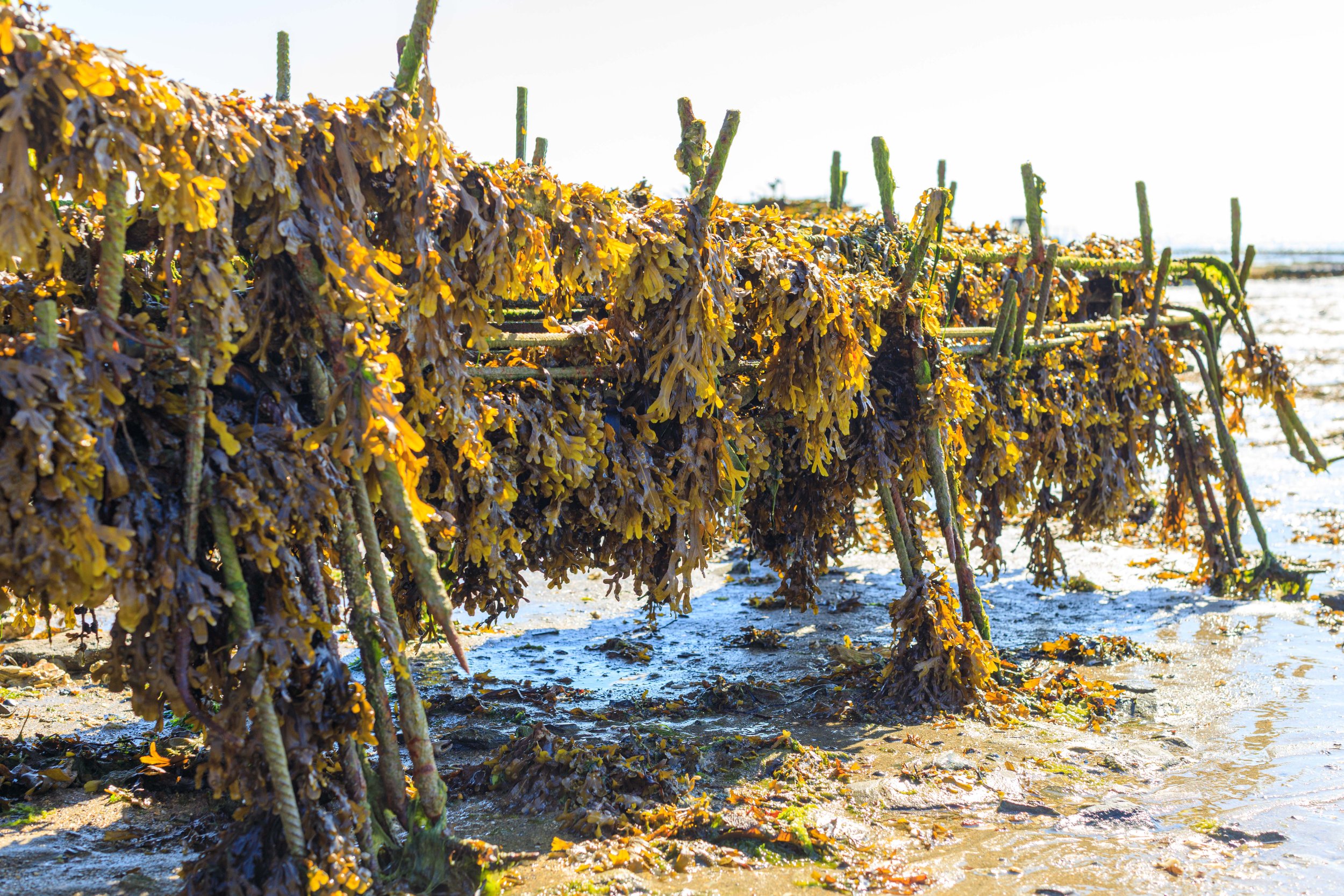 Saint-Kerber Cancale oester | Hollandvis-42.jpg