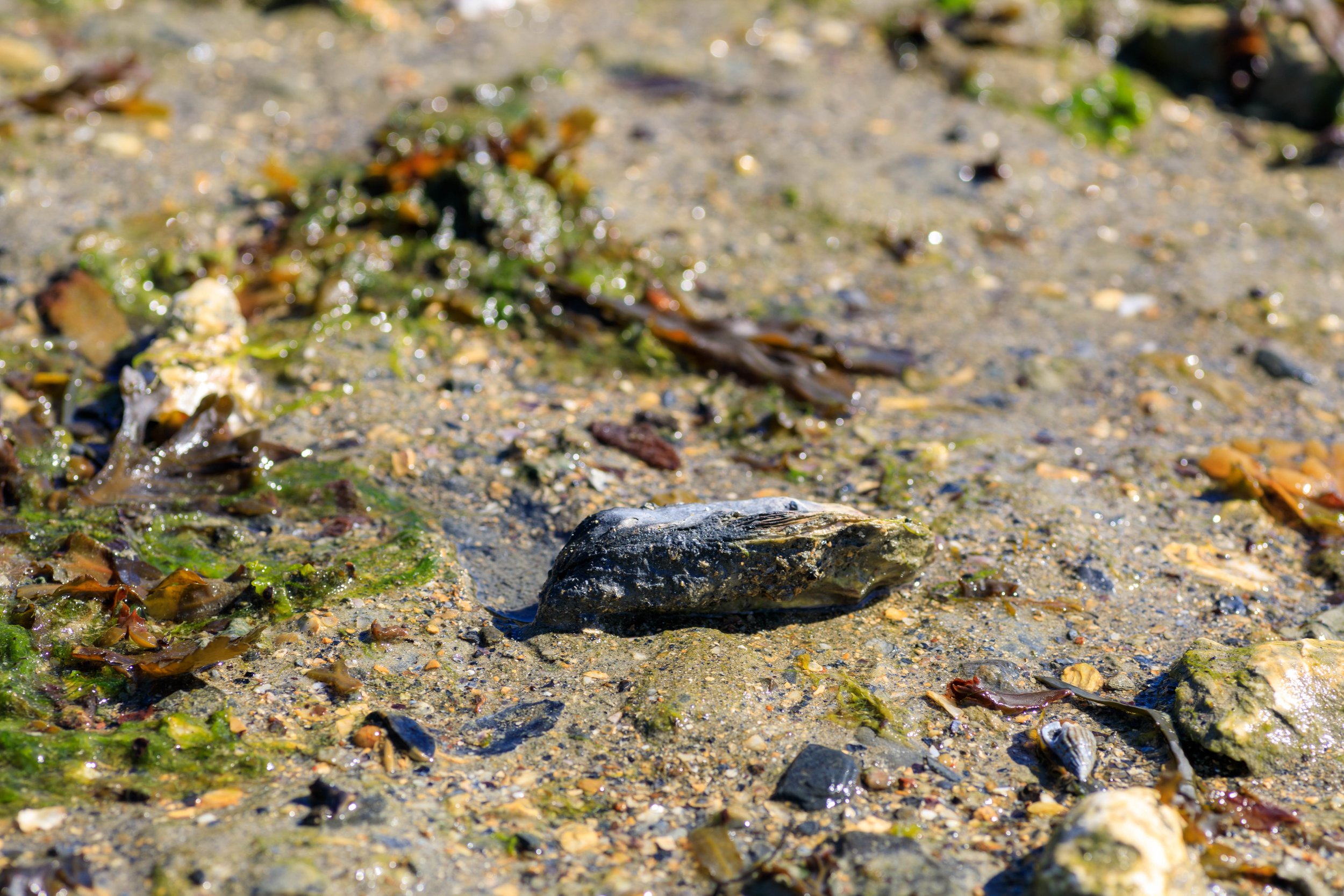 Saint-Kerber Cancale oester | Hollandvis-44.jpg