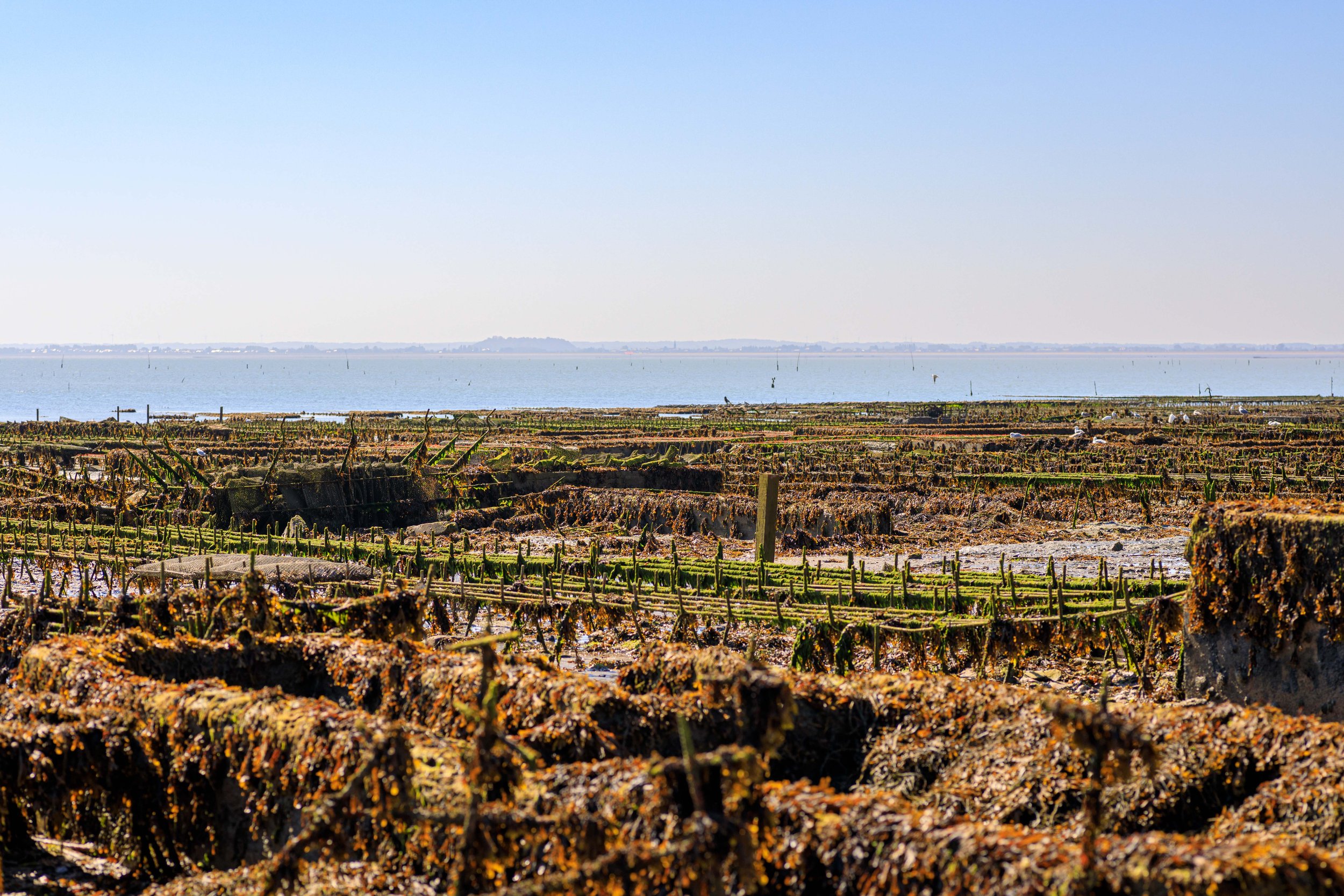 Saint-Kerber Cancale oester | Hollandvis-57.jpg