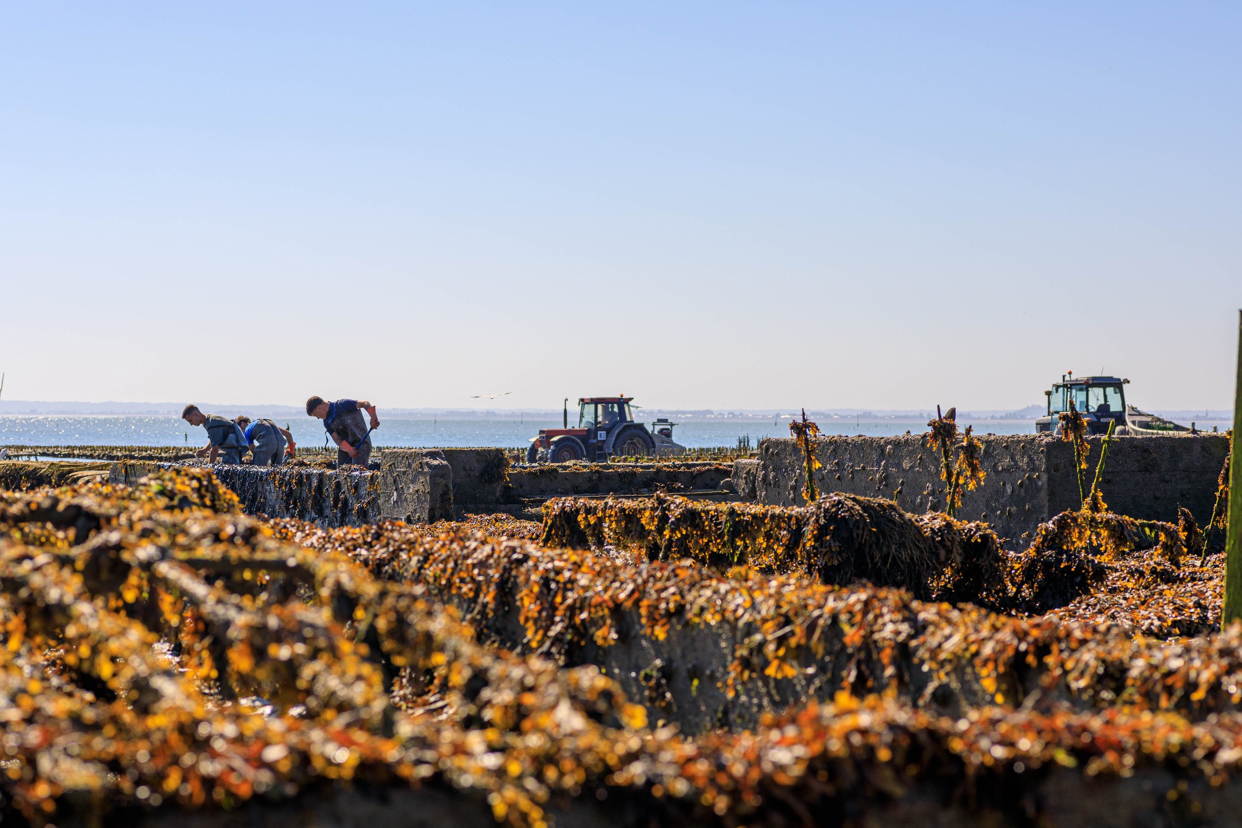 Saint-Kerber Cancale oester | Hollandvis-54.jpg