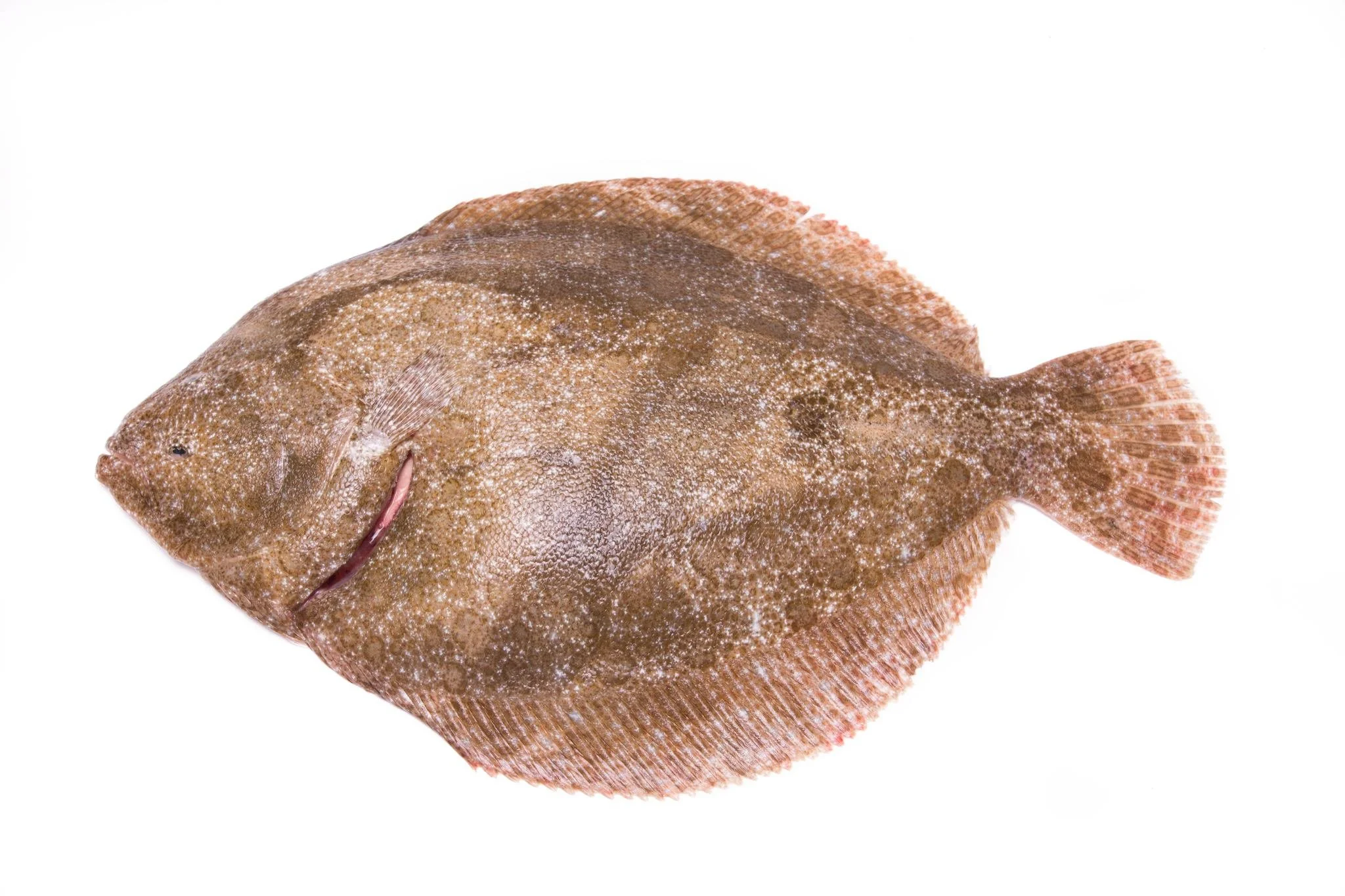 𝐕𝐢𝐬 𝐯𝐚𝐧 𝐝𝐞 𝐦𝐚𝐚𝐧𝐝 : 𝐆𝐫𝐢𝐞𝐭 🐟
Griet is een straalvinnige platvis en familie van de tarbot. De vorm van deze vis is bijna rond en past zich qua kleur op de omgeving aan.
Grietfilet kan op dezelfde manier worden bereid als tarbot. Griet