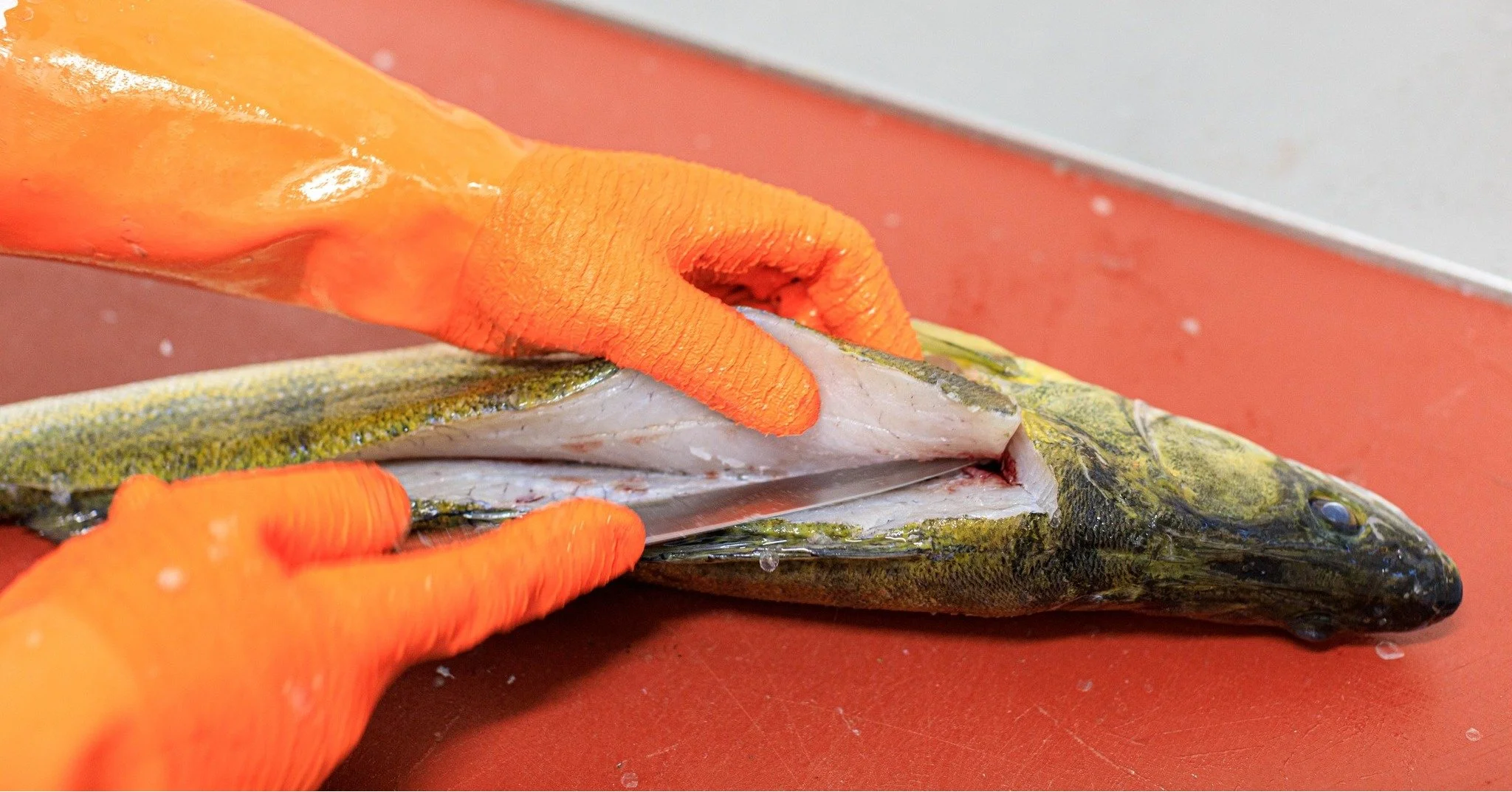 𝐒𝐧𝐨𝐞𝐤𝐛𝐚𝐚𝐫𝐬
De snoekbaars is een zoetwatervis die behoort tot de familie van de baarsachtigen. Het is een slanke roofvis met een lange spitse snuit. Hij kan tot 120 centimeter lang worden, bij een gewicht van 12 tot 18 kilogram en een leefti