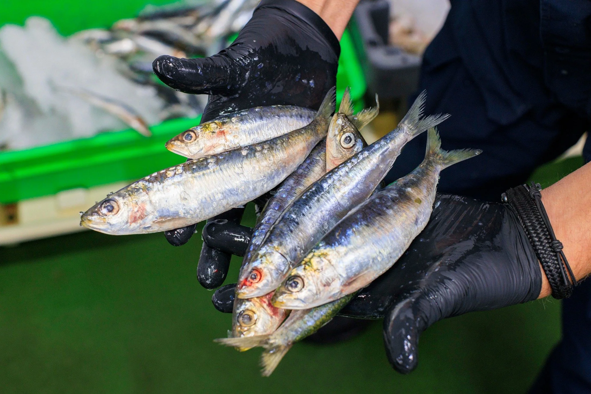 𝐒𝐚𝐫𝐝𝐢𝐧𝐞
Sardine is al jaren een populair visje in de landen rond de Middellandse Zee.  Het is een haringachtige die qua uiterlijk en smaak veel op de haring lijkt en grote, makkelijk loslatende schubben heeft.

#hollandvis #hollandvisschevenin
