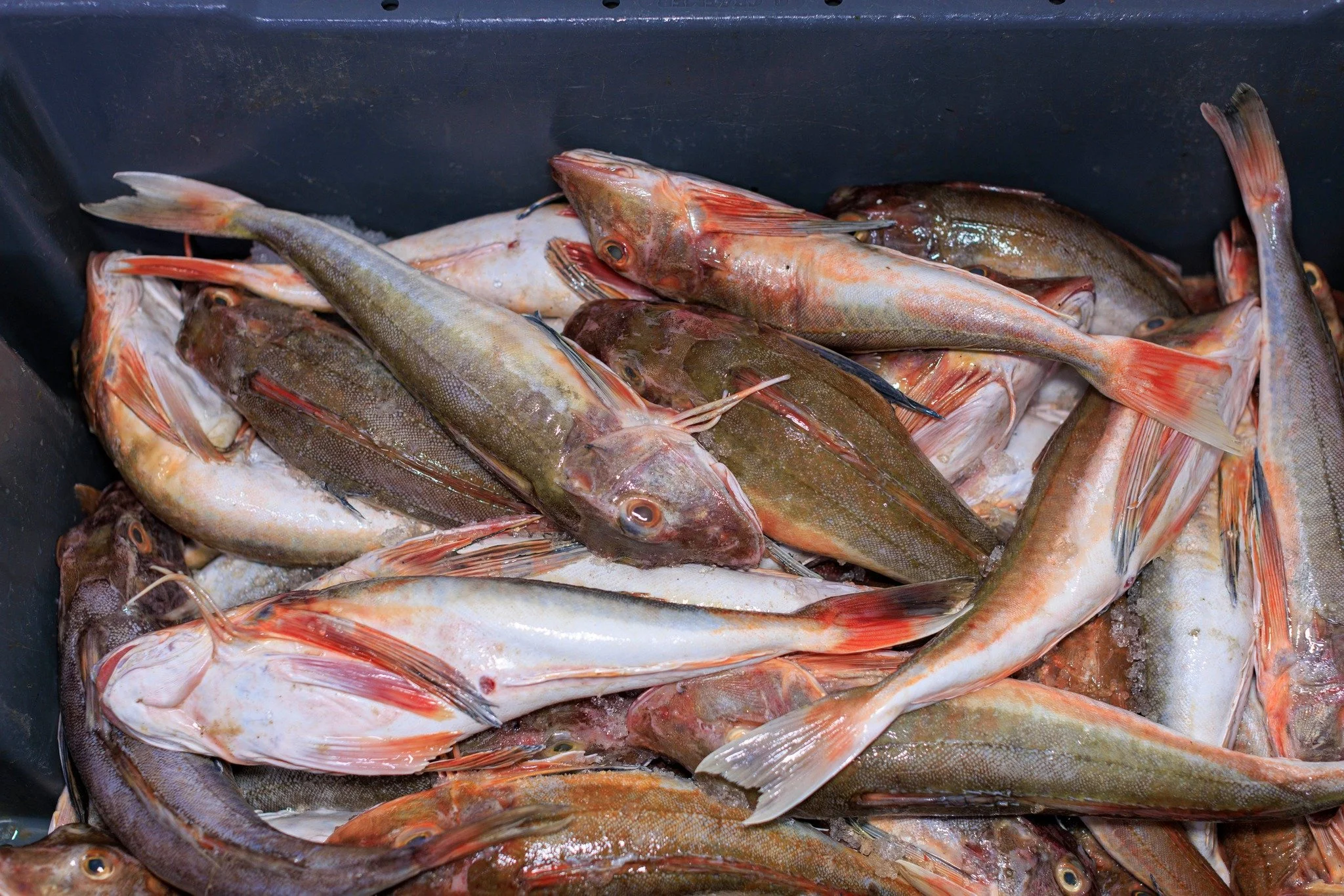 𝐕𝐞𝐫𝐬𝐞 𝐏𝐨𝐨𝐧 𝐝𝐢𝐫𝐞𝐜𝐭 𝐯𝐚𝐧 𝐝𝐞 𝐕𝐢𝐬𝐚𝐟𝐬𝐥𝐚𝐠 😃

#hollandvis #hollandvisscheveningen #noordzeevis #vis #vishandel #groothandel #scheveningen #duurzamevis #visrecepten