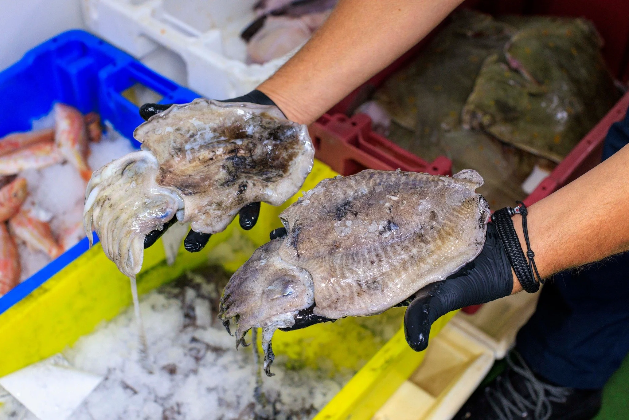 𝐙𝐞𝐞𝐤𝐚𝐭, 𝐨𝐨𝐤 𝐰𝐞𝐥 𝐬𝐞𝐩𝐢𝐚, 𝐥𝐨𝐤𝐚𝐥𝐞 𝐯𝐚𝐧𝐠𝐬𝐭 𝐮𝐢𝐭 𝐝𝐞 𝐍𝐨𝐨𝐫𝐝𝐳𝐞𝐞 🦑

#hollandvis #hollandvisscheveningen #noordzeevis #vis #vishandel #groothandel #scheveningen #duurzamevis #visrecepten