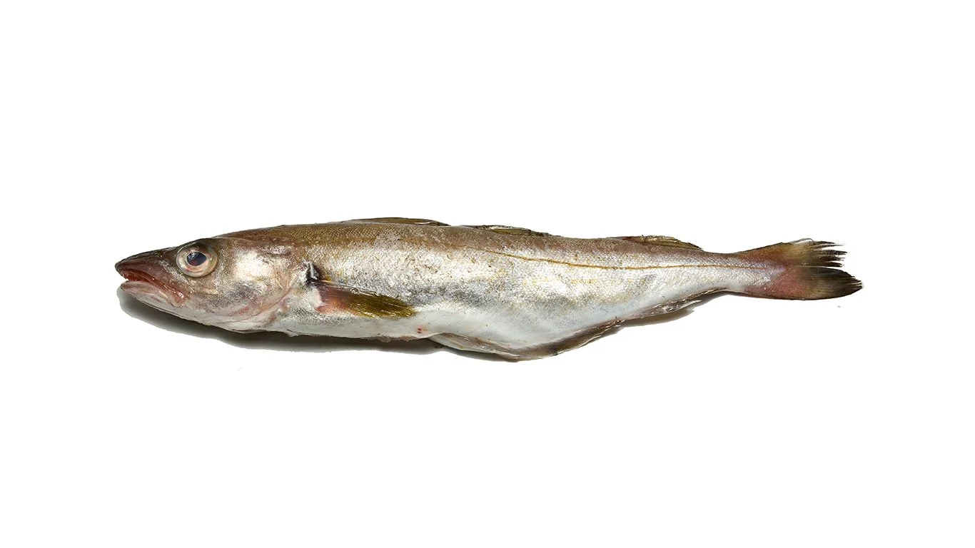 𝐕𝐢𝐬 𝐯𝐚𝐧 𝐝𝐞 𝐦𝐚𝐚𝐧𝐝: 𝐖𝐢𝐣𝐭𝐢𝐧𝐠 
Wijting behoort tot de familie van de kabeljauw en wordt ook vaak samen met kabeljauw gevangen. Wijting is een lekkere vis. De smaak van wijting lijkt op kabeljauw, maar de structuur van het 'visvlees' i