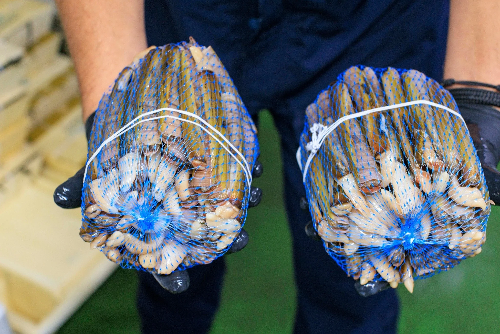 𝐒𝐜𝐡𝐞𝐞𝐫𝐦𝐞𝐬𝐬𝐞𝐧 / 𝐦𝐞𝐬𝐡𝐞𝐟𝐭𝐞𝐧
Scheermessen, ook wel mesheften, zijn langwerpige tweekleppigen die leven in zandige kustbodems.
Ze komen in Nederland vooral uit de Noordzee en worden vaak met de kor opgevist. 
Voor scheermessen gebruik