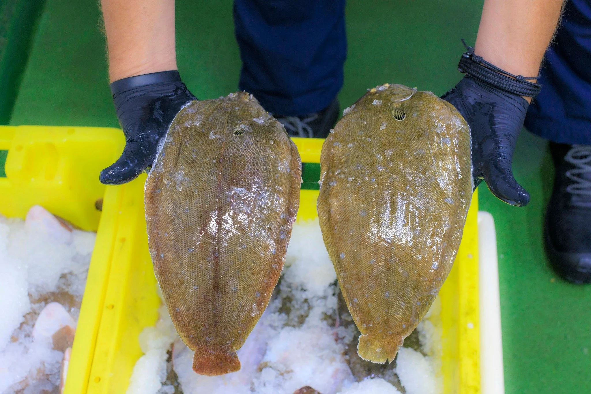 𝐊𝐰𝐞𝐞𝐤𝐭𝐨𝐧𝐠 𝐯𝐚𝐧 𝐄𝐮𝐫𝐨𝐩𝐞𝐬𝐞 𝐤𝐰𝐞𝐞𝐤. 𝐅𝐢𝐣𝐧 𝐯𝐚𝐧 𝐬𝐭𝐫𝐮𝐜𝐭𝐮𝐮𝐫 𝐞𝐧 𝐦𝐢𝐥𝐝 𝐯𝐚𝐧 𝐬𝐦𝐚𝐚𝐤.

#hollandvis #hollandvisscheveningen #noordzeevis #vis #vishandel #groothandel #scheveningen #duurzamevis #visrecepten