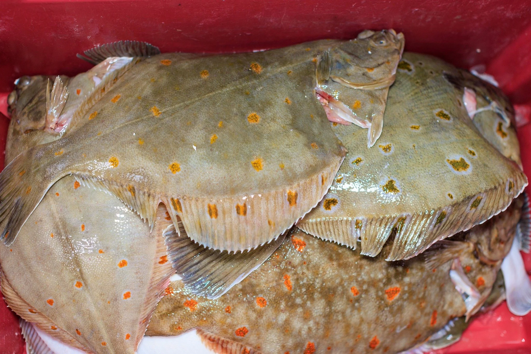 𝐒𝐜𝐡𝐨𝐥 𝐯𝐞𝐫𝐬 𝐯𝐚𝐧 𝐝𝐞 𝐯𝐢𝐬𝐚𝐟𝐬𝐥𝐚𝐠 🐟

#hollandvis #hollandvisscheveningen #noordzeevis #vis #vishandel #groothandel #scheveningen #duurzamevis #visrecepten