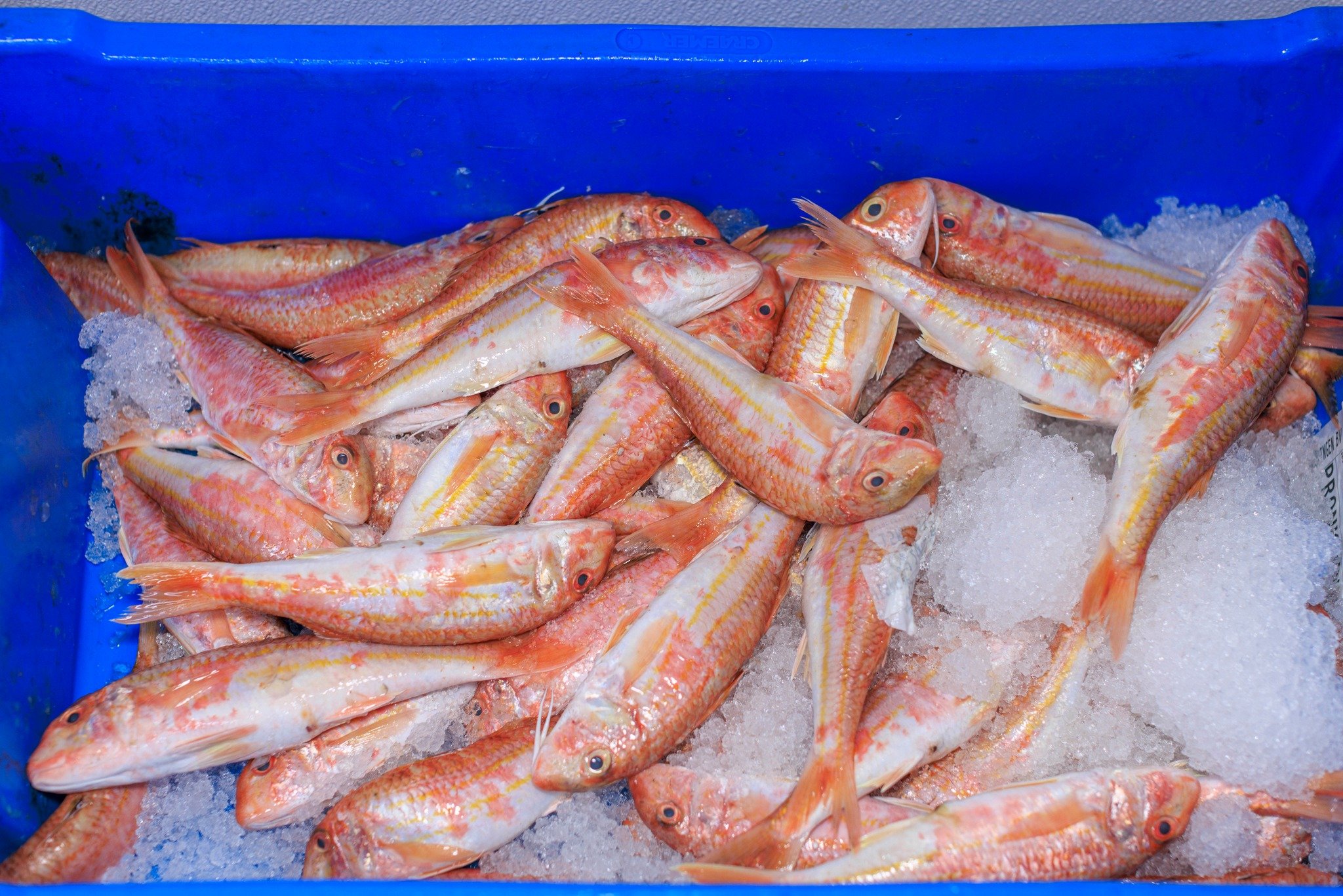 𝐕𝐞𝐫𝐬𝐞 𝐫𝐨𝐝𝐞 𝐦𝐮𝐥𝐥𝐞𝐭𝐣𝐞𝐬, 𝐝𝐢𝐫𝐞𝐜𝐭 𝐯𝐚𝐧 𝐝𝐞 𝐚𝐟𝐬𝐥𝐚𝐠 🐟

#hollandvis #hollandvisscheveningen #noordzeevis #vis #vishandel #groothandel #scheveningen #duurzamevis #visrecepten