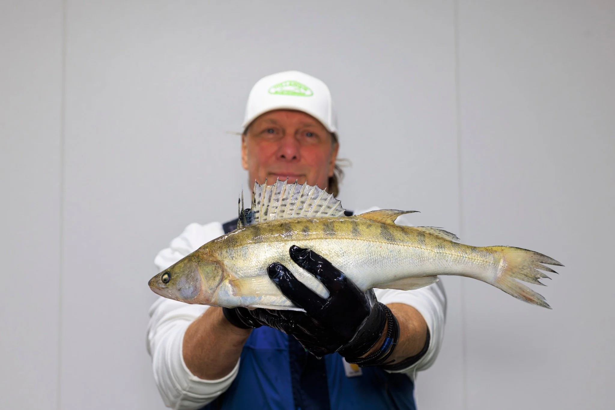 𝐃𝐞 𝐯𝐢𝐧𝐧𝐞𝐧 𝐯𝐚𝐧 𝐝𝐞 𝐒𝐧𝐨𝐞𝐤𝐛𝐚𝐚𝐫𝐬 🐟

#hollandvis #hollandvisscheveningen #noordzeevis #vis #vishandel #groothandel #scheveningen #duurzamevis #visrecepten