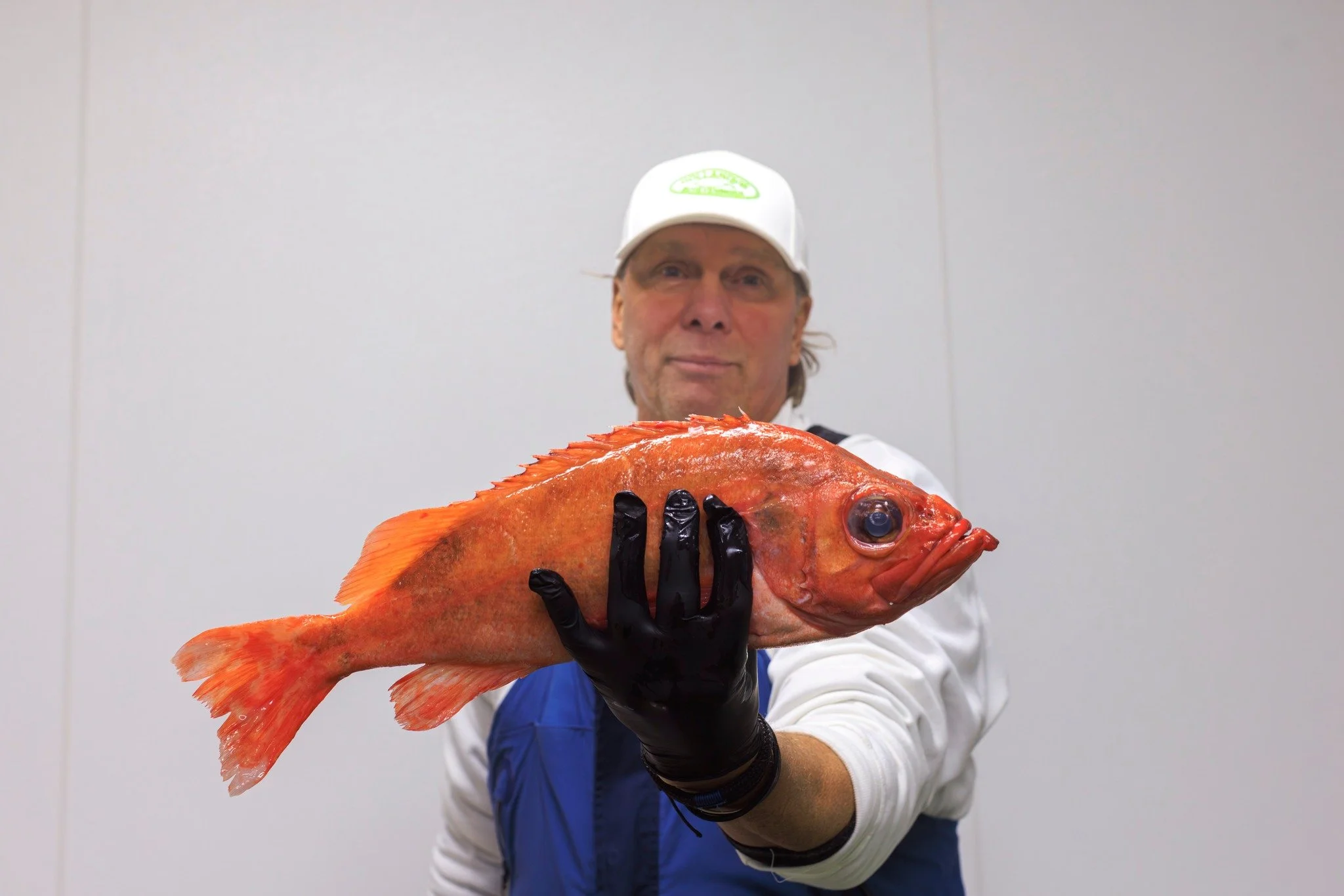 𝐑𝐨𝐨𝐝𝐛𝐚𝐚𝐫𝐬, 𝐞𝐞𝐧 𝐍𝐨𝐨𝐫𝐝 𝐀𝐭𝐥𝐚𝐧𝐭𝐢𝐬𝐜𝐡𝐞 𝐫𝐨𝐭𝐬𝐯𝐢𝐬 𝐦𝐞𝐭 𝐝𝐢𝐞𝐩𝐫𝐨𝐝𝐞 𝐤𝐥𝐞𝐮𝐫 𝐞𝐧 𝐠𝐫𝐨𝐭𝐞 𝐨𝐠𝐞𝐧 🐟

#hollandvis #hollandvisscheveningen #noordzeevis #vis #vishandel #groothandel #scheveningen #duurzamevis #visr