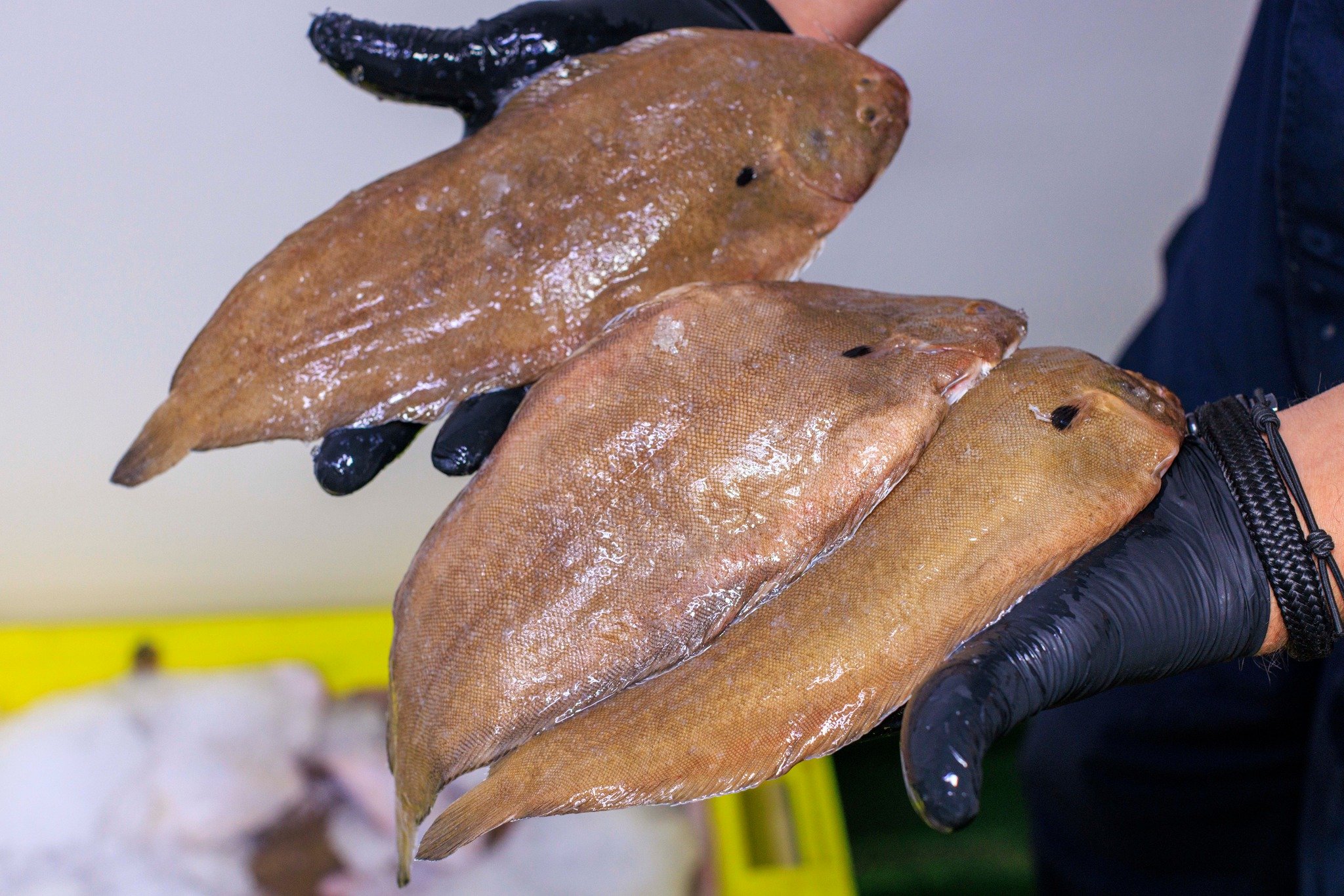 𝐓𝐨𝐧𝐠 (𝐳𝐞𝐞𝐭𝐨𝐧𝐠) 🐟

#hollandvis #hollandvisscheveningen #noordzeevis #vis #vishandel #groothandel #scheveningen #duurzamevis #visrecepten