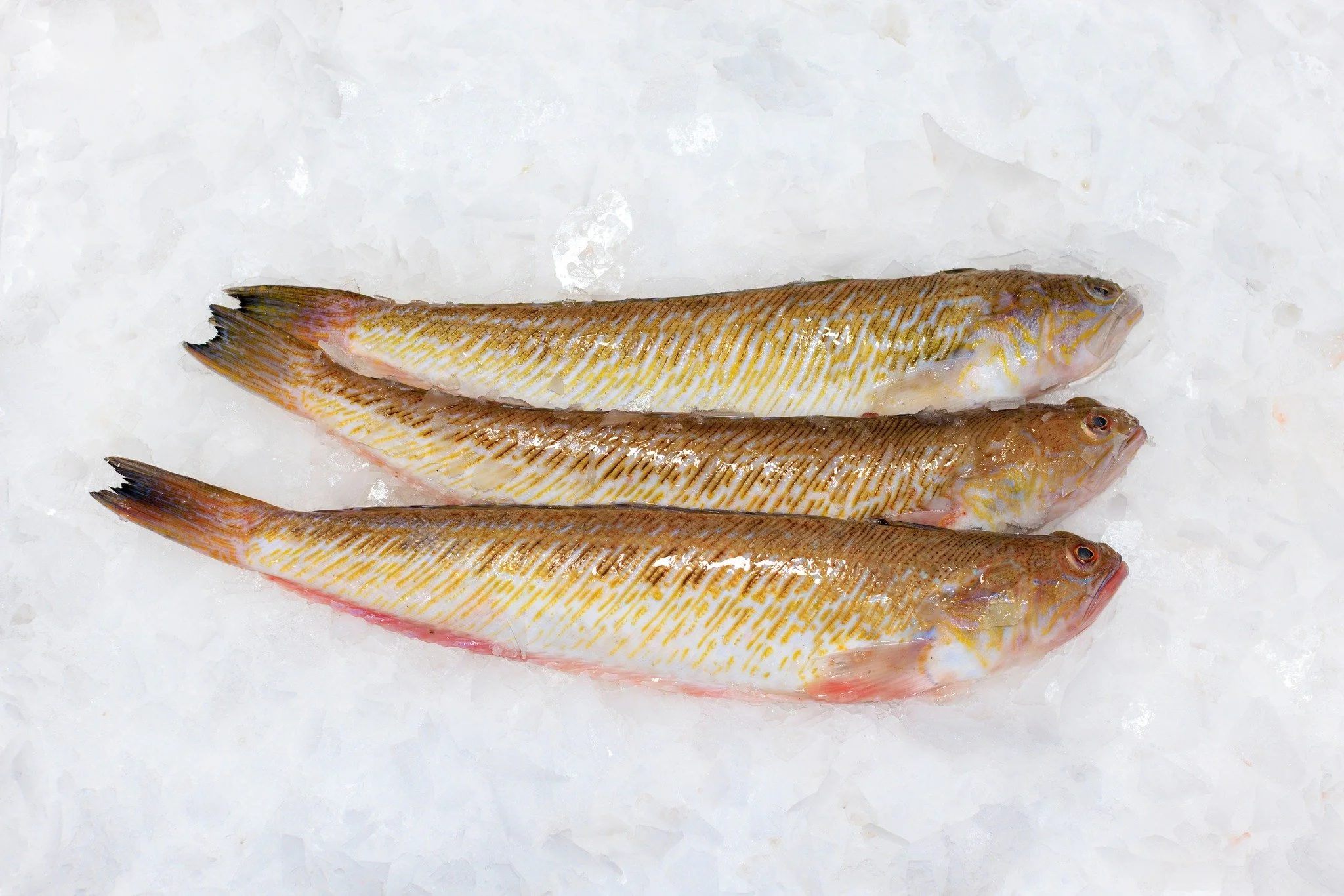 𝐏𝐢𝐞𝐭𝐞𝐫𝐦𝐚𝐧
Langs de Nederlandse en Belgische kust komen zowel de kleine pieterman (Echiichthys vipera) als de grote pieterman (Trachinus draco) voor. Hoewel hij berucht is om zijn giftige stekels, wordt het vlees van de pieterman zeer gewaard