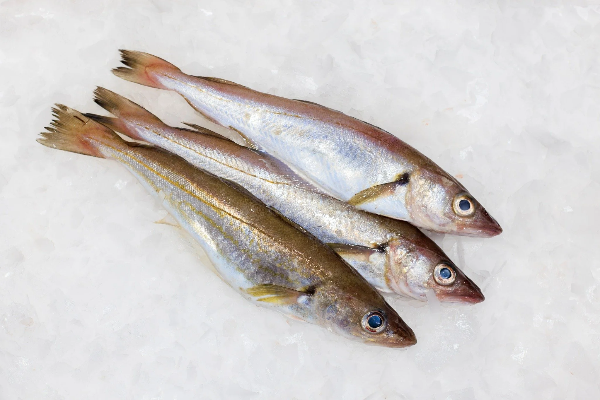 𝐖𝐢𝐣𝐭𝐢𝐧𝐠
Wijting behoort tot de familie van de kabeljauw en wordt ook vaak samen met kabeljauw gevangen. Wijting is een lekkere vis. De smaak van wijting lijkt op kabeljauw, maar de structuur van het 'visvlees' is zachter. Wijting is geschikt o