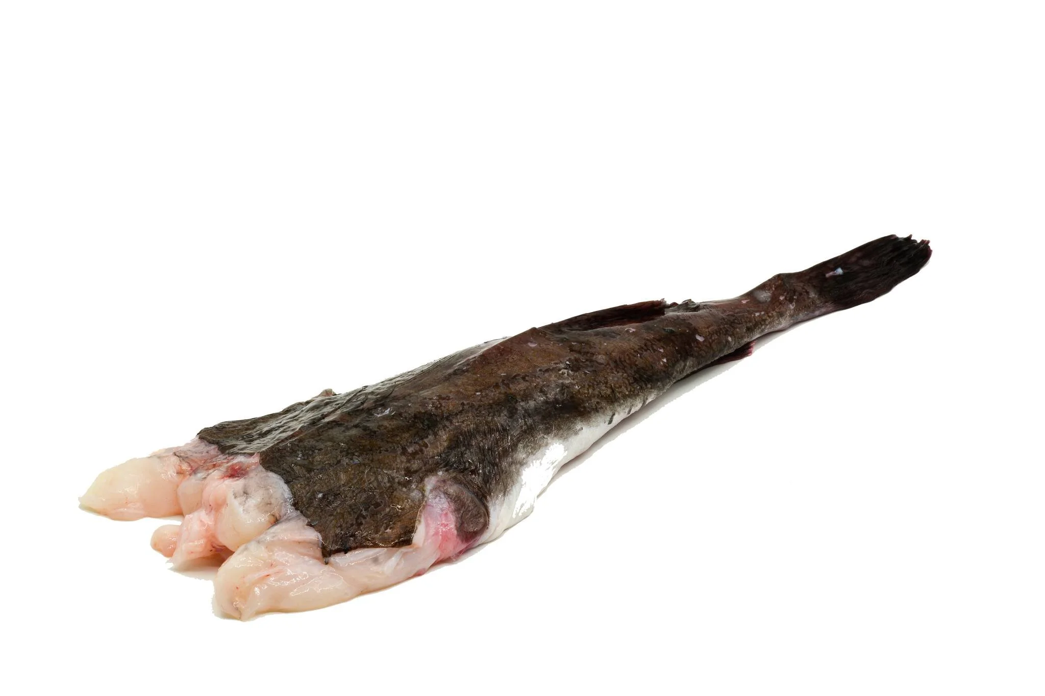 𝐙𝐞𝐞𝐝𝐮𝐢𝐯𝐞𝐥𝐬𝐭𝐚𝐚𝐫𝐭 𝐡𝐞𝐞𝐟𝐭 𝐞𝐞𝐧 𝐦𝐢𝐥𝐝𝐞 𝐬𝐦𝐚𝐚𝐤 𝐞𝐧 𝐞𝐞𝐧 𝐛𝐢𝐣𝐧𝐚 𝐤𝐫𝐞𝐞𝐟𝐭𝐚𝐜𝐡𝐭𝐢𝐠𝐞 𝐛𝐞𝐞𝐭 🐟

#hollandvis #hollandvisscheveningen #noordzeevis #vis #vishandel #groothandel #scheveningen #duurzamevis #visrecepte