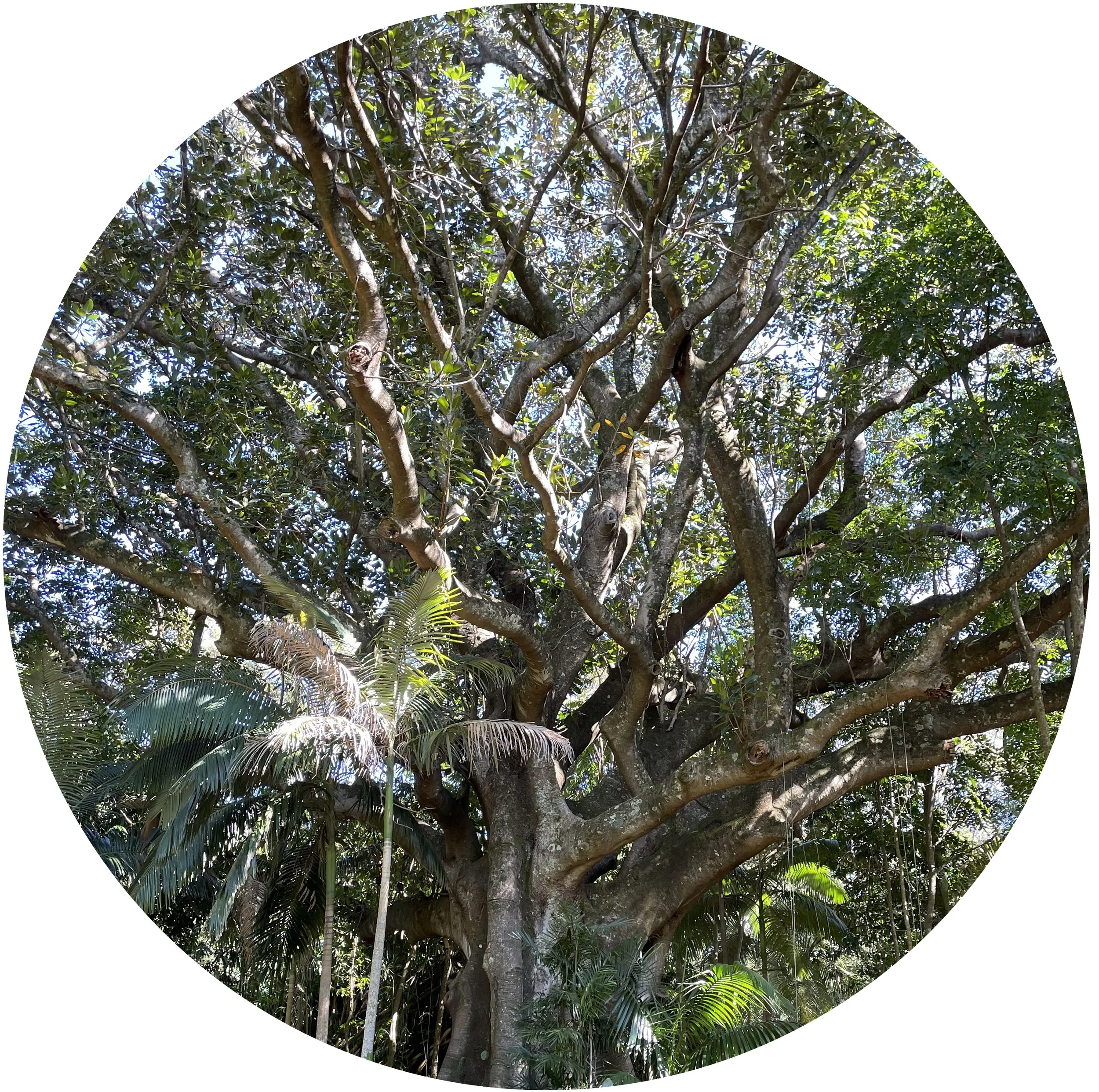 Grandmother Tree.jpg