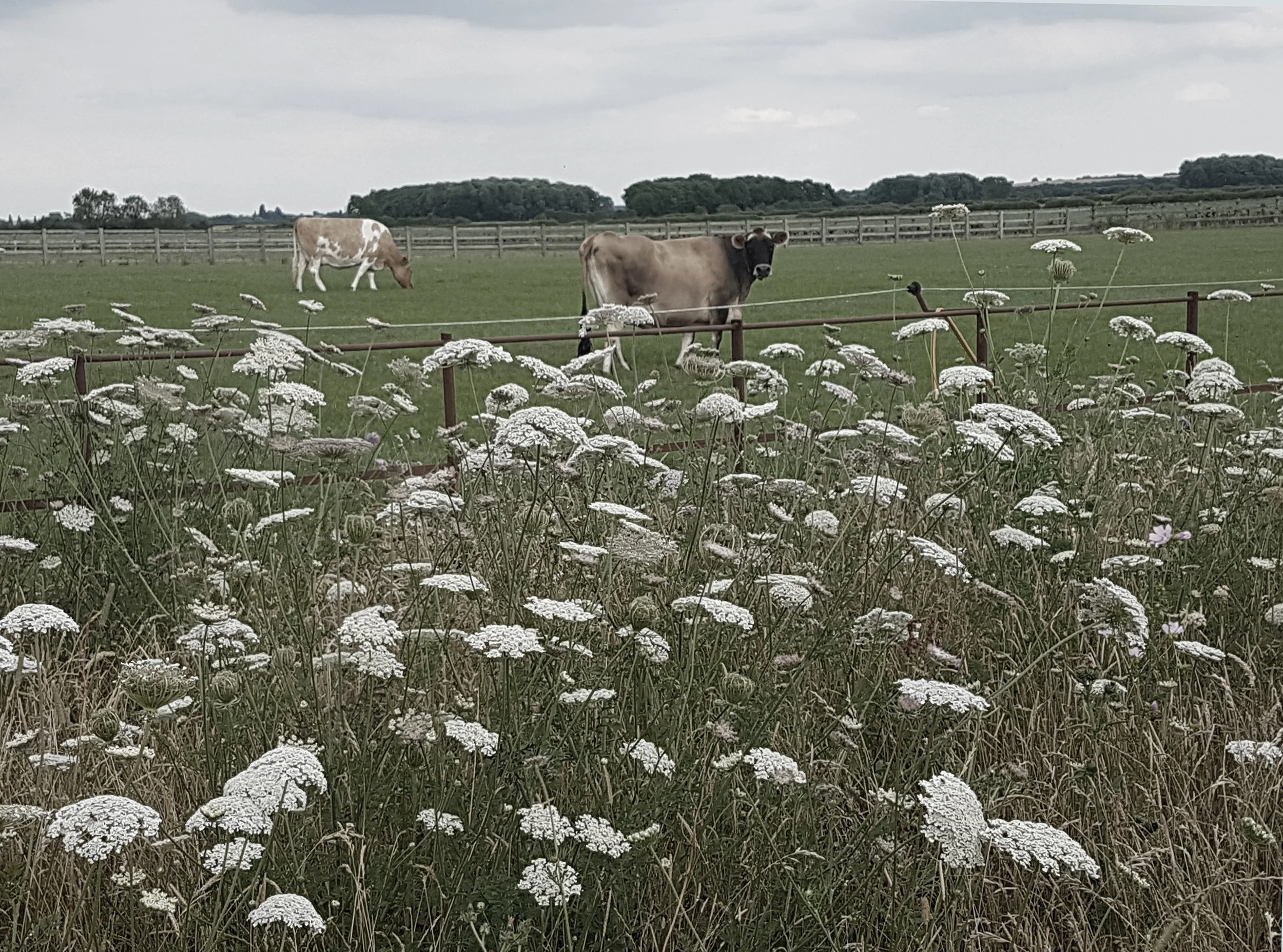 Desaturated meadow 2.jpg