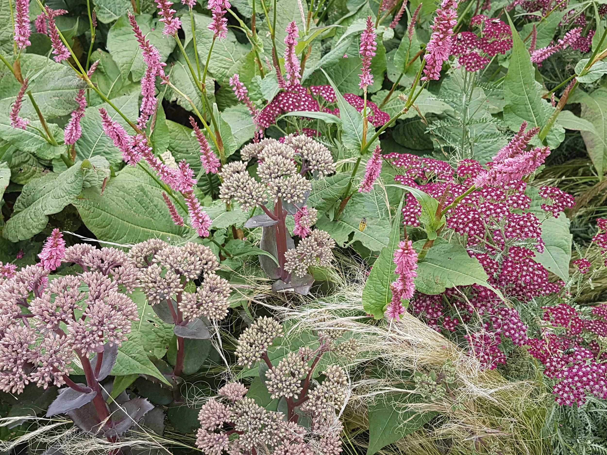 Redmile plant mix.jpg
