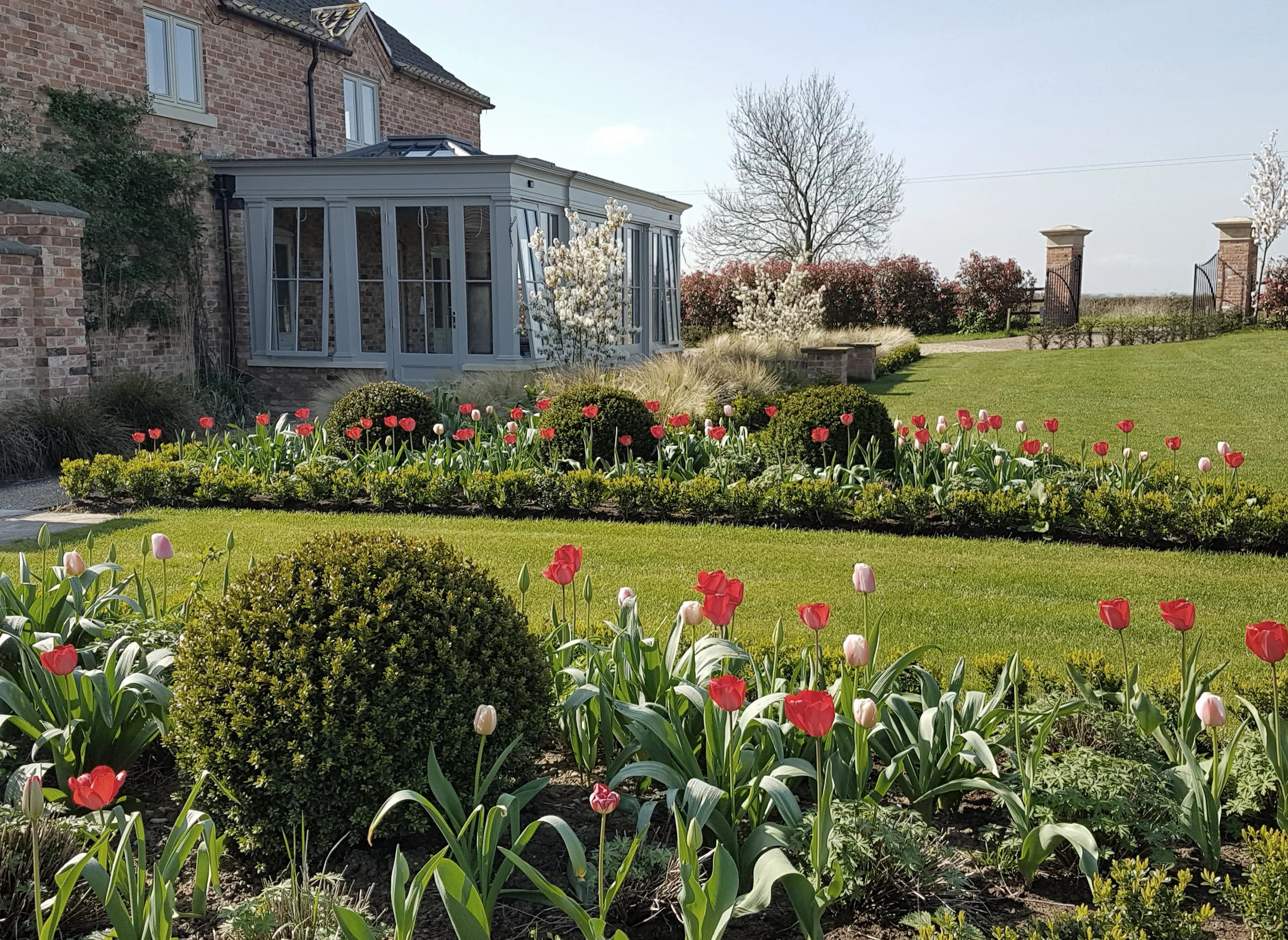 Redmile tulips.jpg