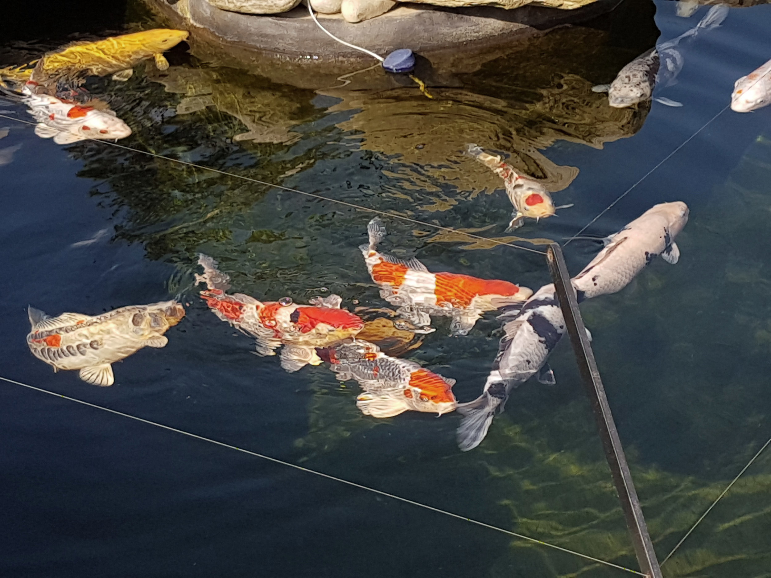 Fish.jpg