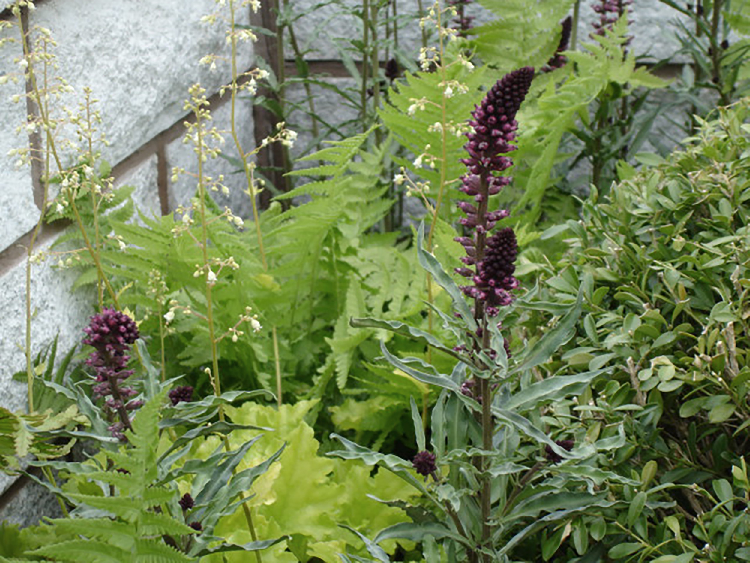 ferns.jpg