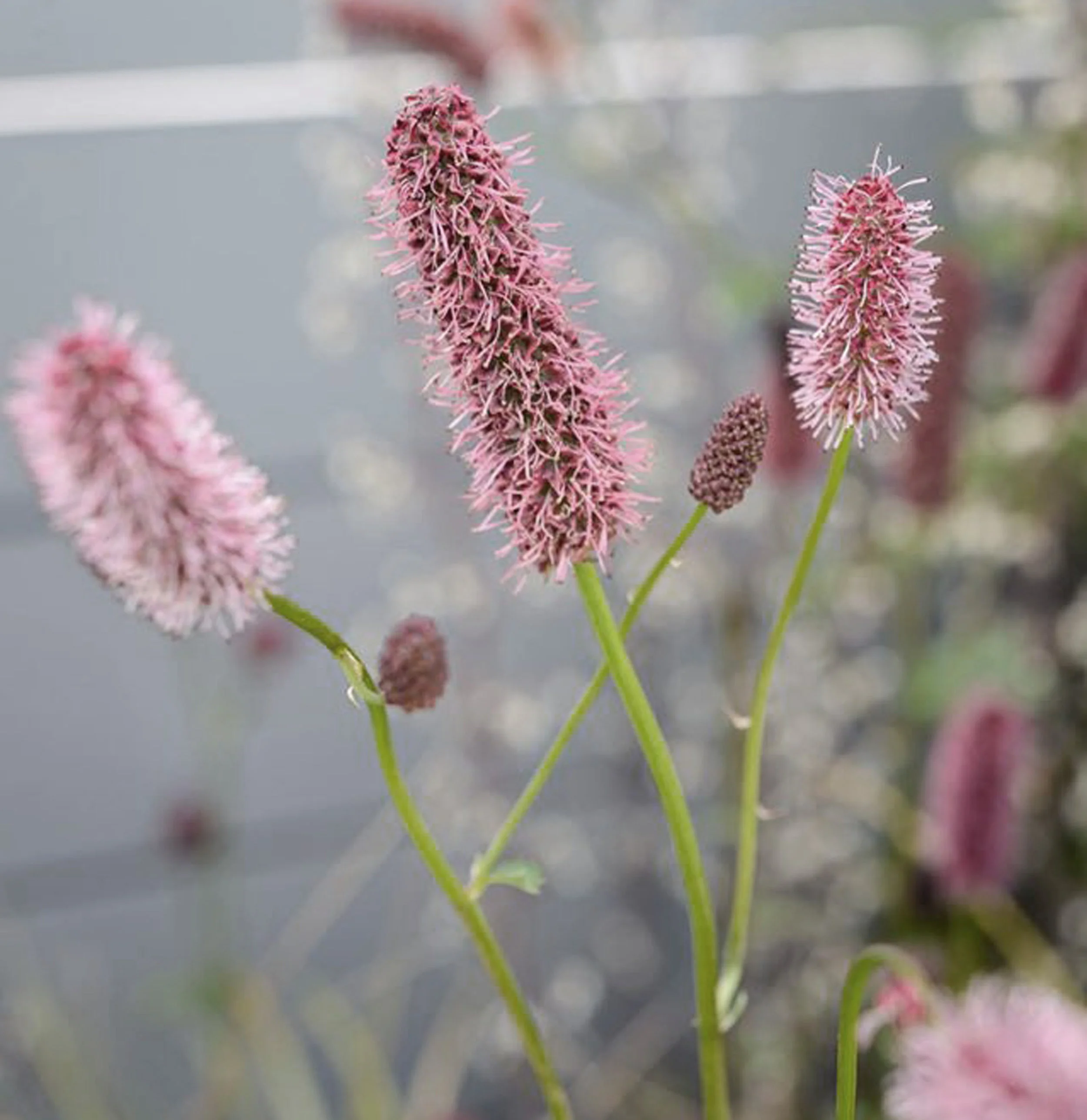 Sanguisorba.jpg