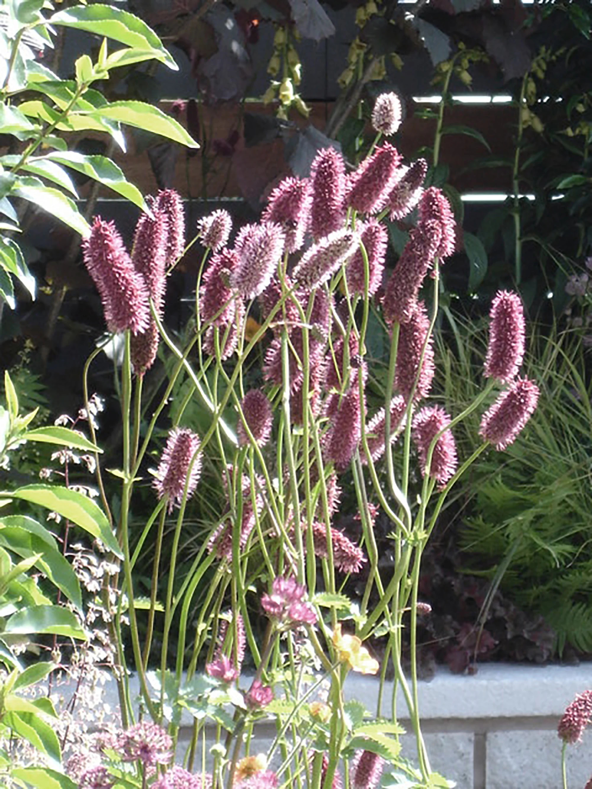 sanguisorba2.jpg