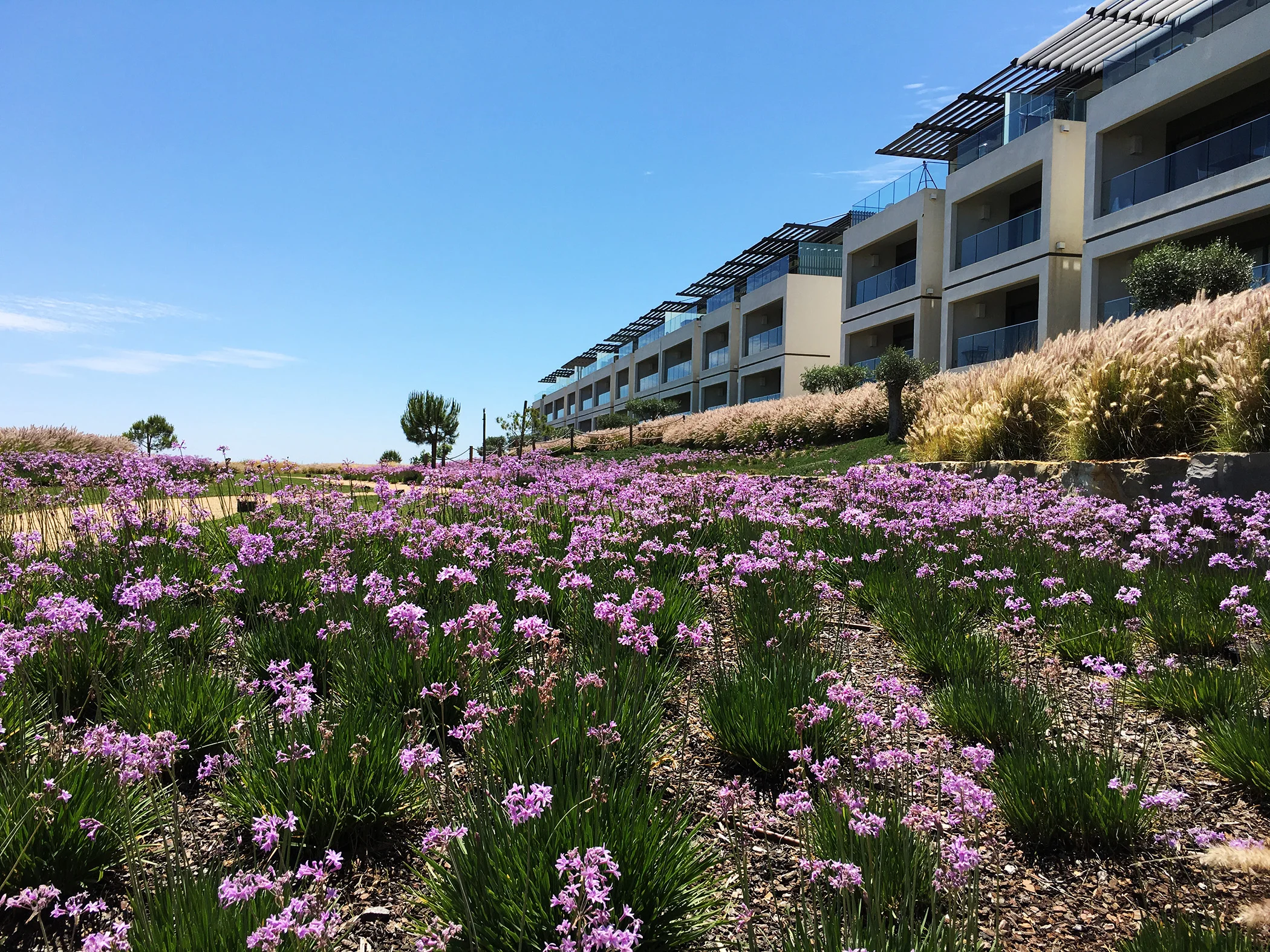 DelMar gardens.jpg