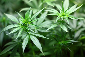 Formation continue "CANNABIS" 27.02.2020