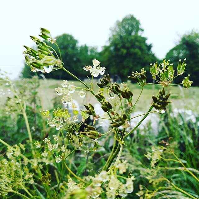I would love to say this is morning dew but it is not. It is drizzle. A lot of drizzle in the last two days. Anyway we got up really early for the most amazing walk. Despite the rain. #rain #earlymorningwalk #lovethecountryside #wheredidsummergo #sco