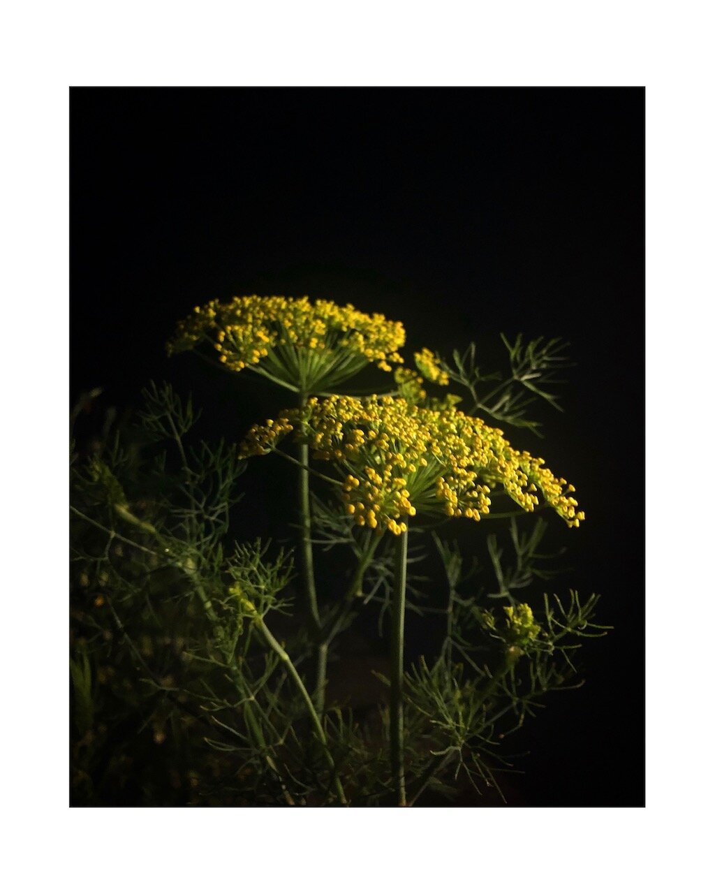 786B1BE6-F382-498F-AAFA-620526E0C6B0.jpeg