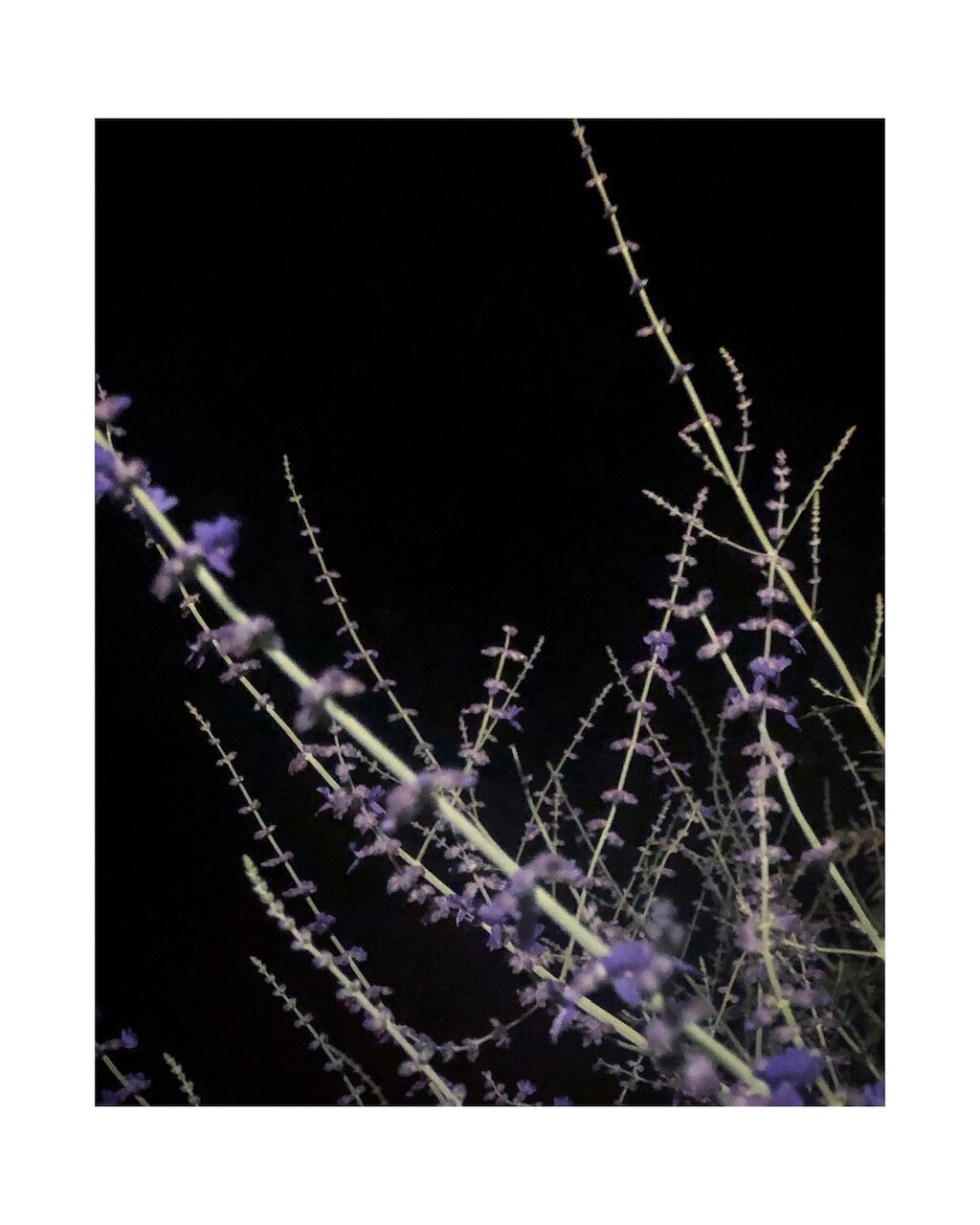 A1CAC658-1679-45DC-B73C-371D86E7A9E4.jpeg