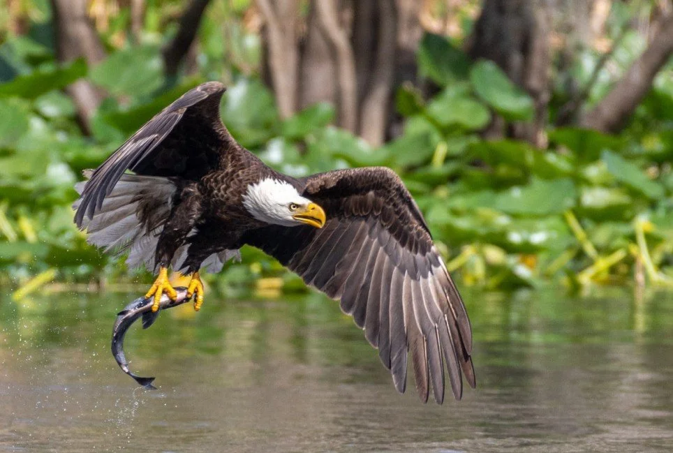 Westchester: 2026 Teatown Hudson River EagleFest