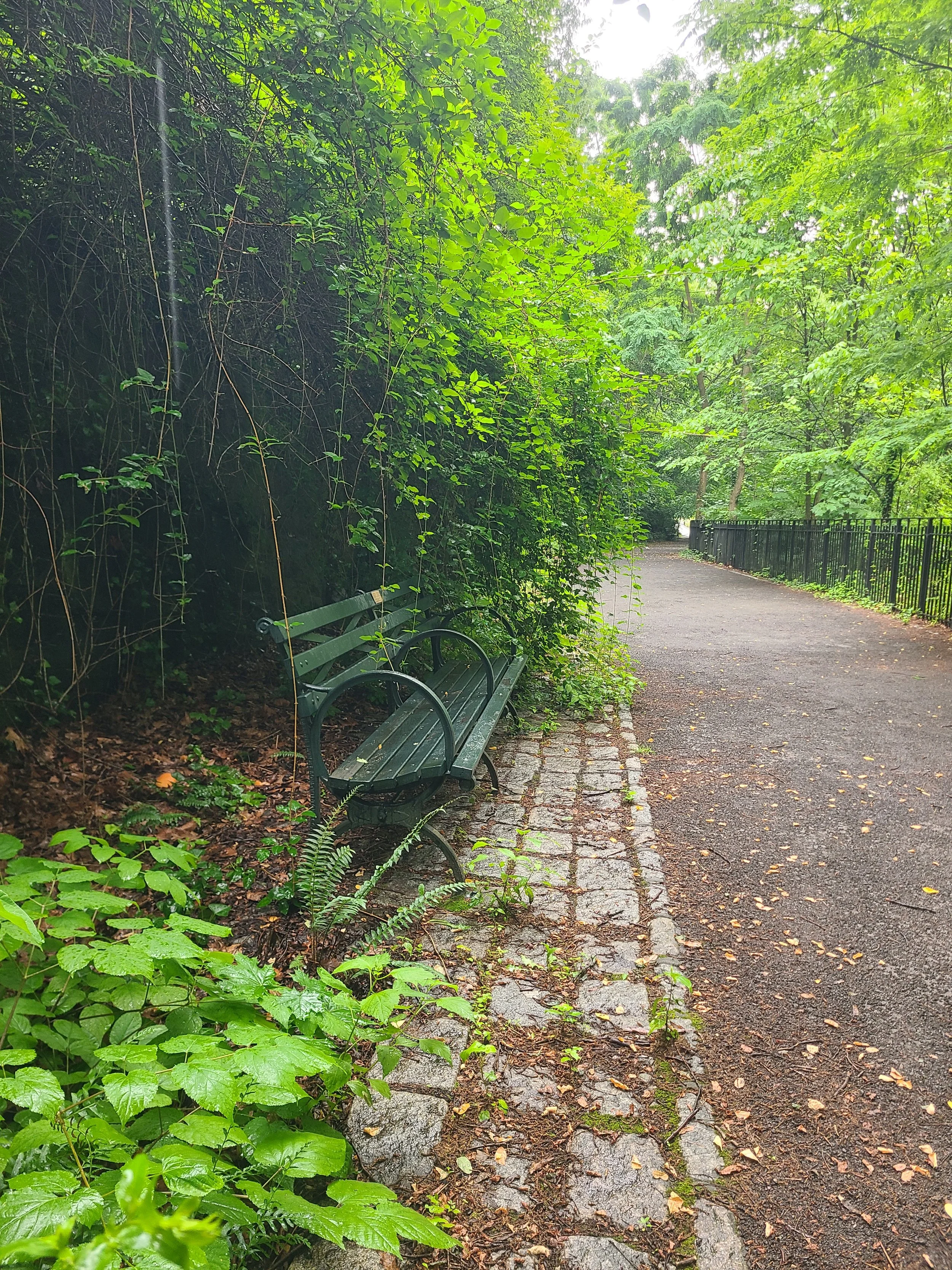 A bench amongst greenery on a trail at the New York Botanical Garden on the day of my anaphylactic experience