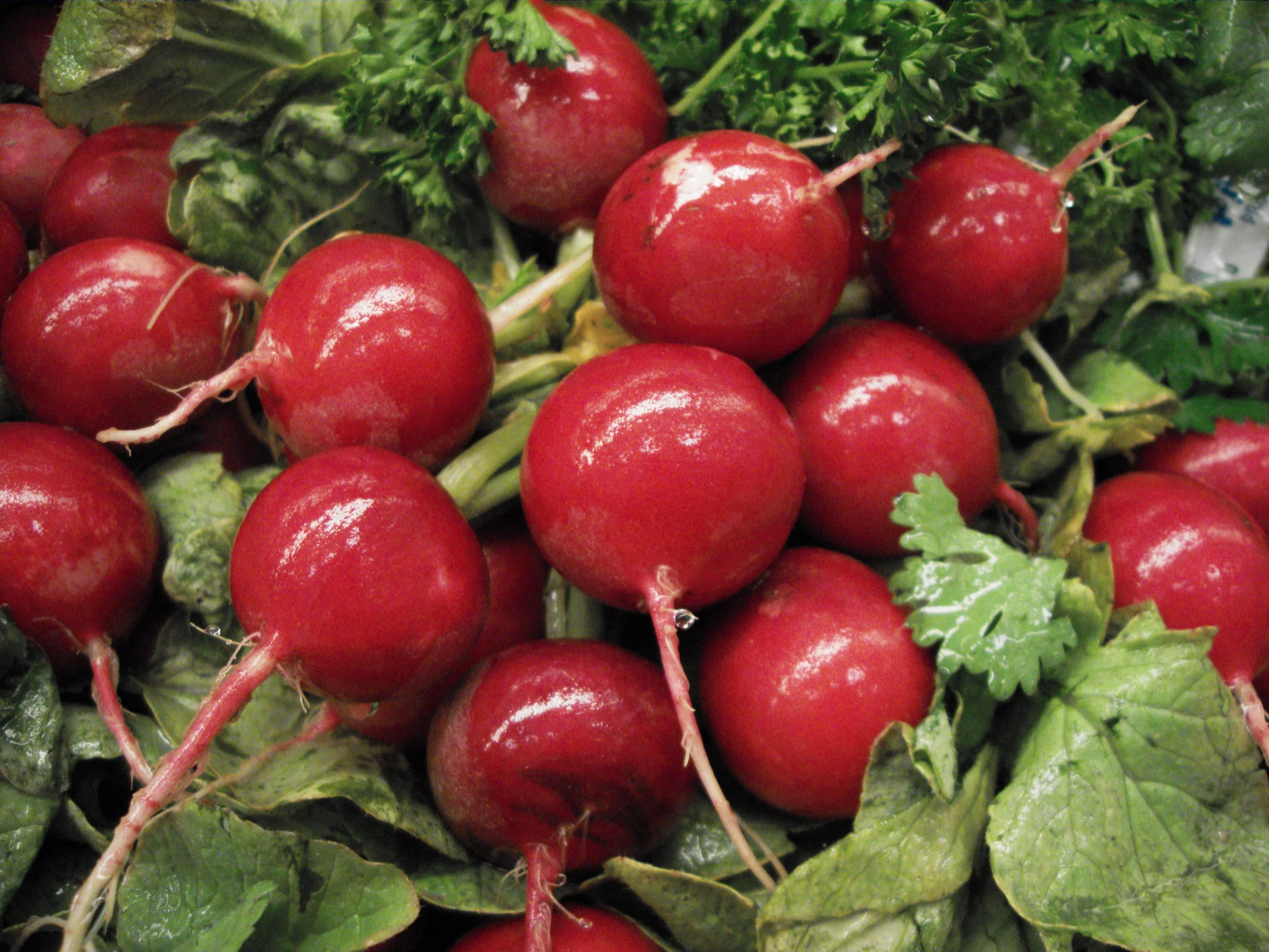 radishes_01_by_mshanako.jpg