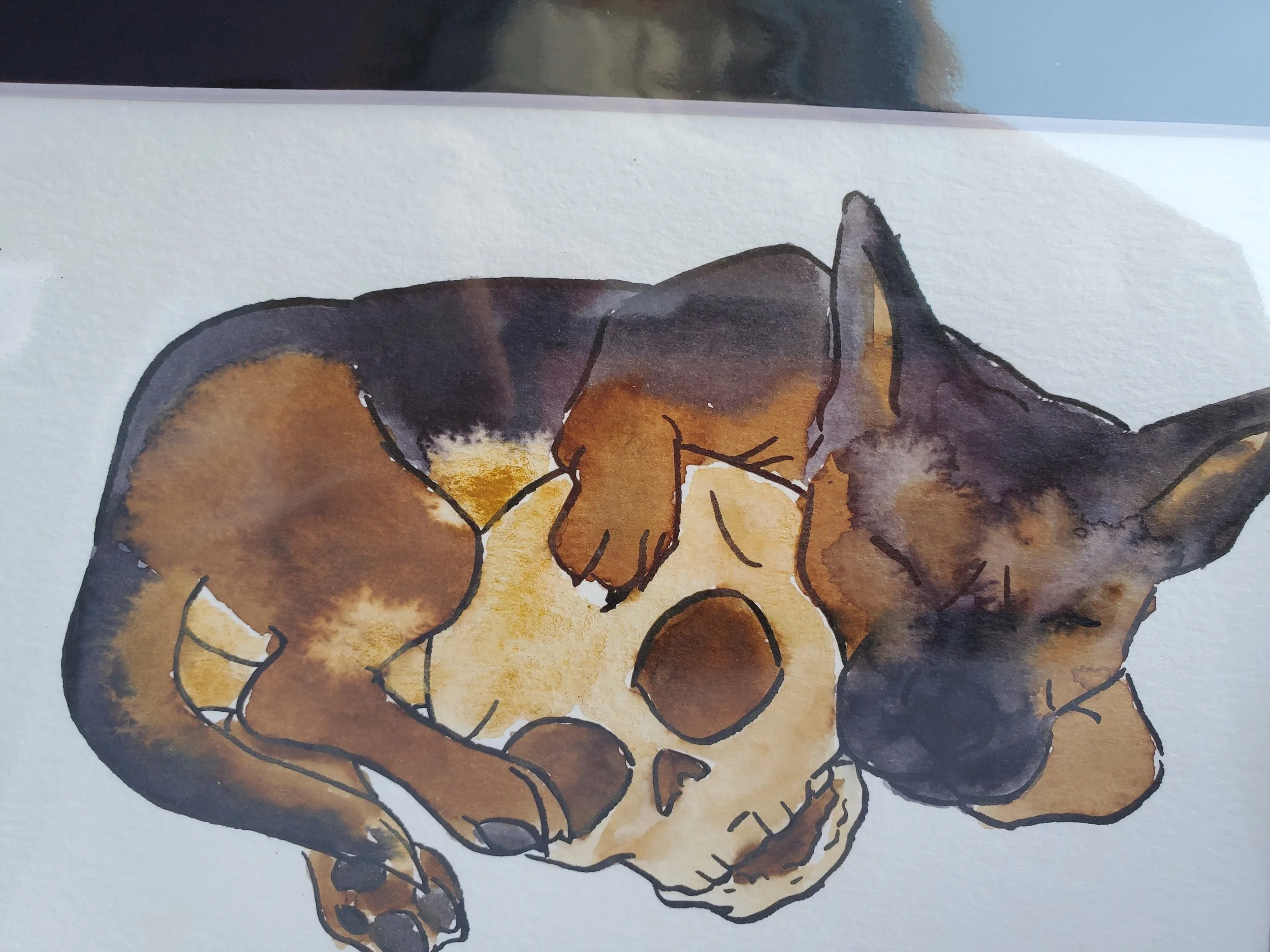 puppyskull4.jpg