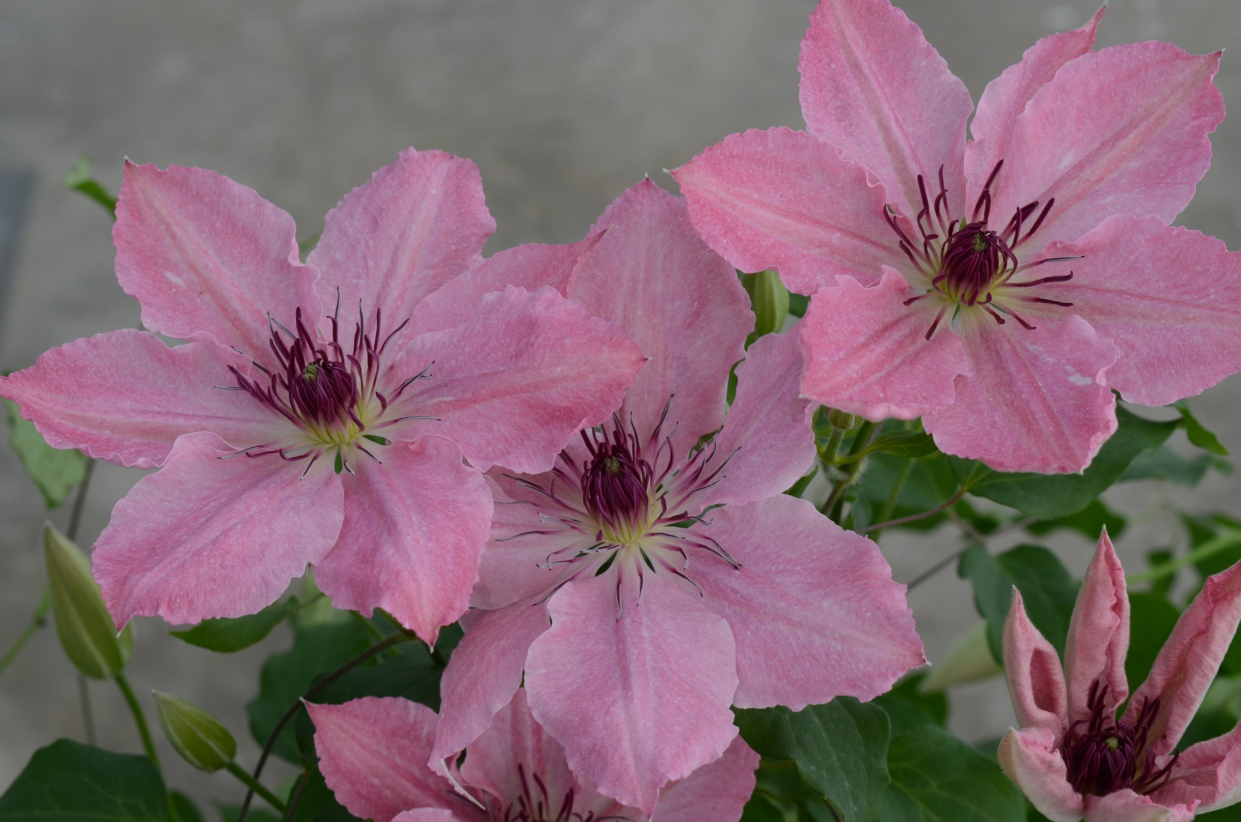 The Guernsey Clematis - Image.jpg