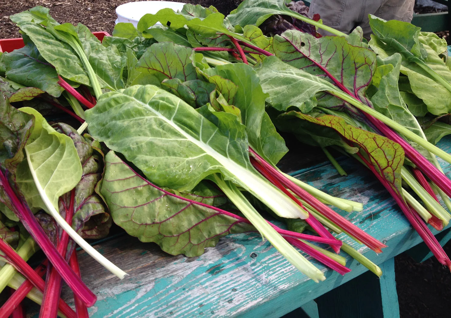 RobertsFarm_PileofSwissChardonTable.jpg