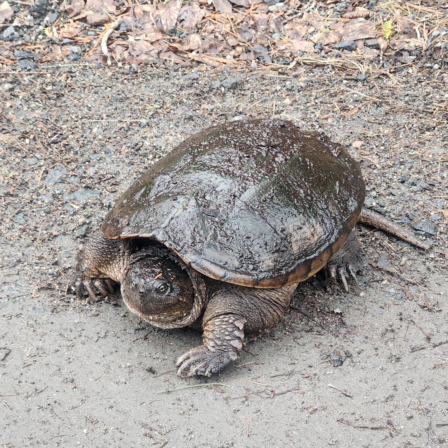 We spotted this buddy at the Gate Lodge, but we didn't dare get any closer...🐢💚

#adk #adirondacks #wildlife #snappingturtle #turtlesofinstagram