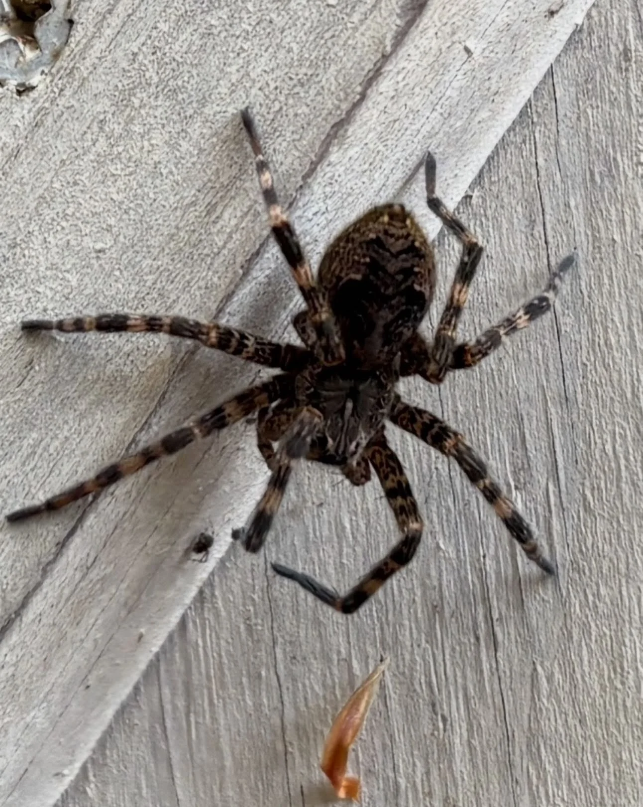 In honor of the spookiest of seasons, this #WildlifeWednesday is for our favorite Camp Santanoni residents, the spiders. 🕷️ 

If you visited this summer, you most likely noticed many astounding architectural features, including the spider webs on th